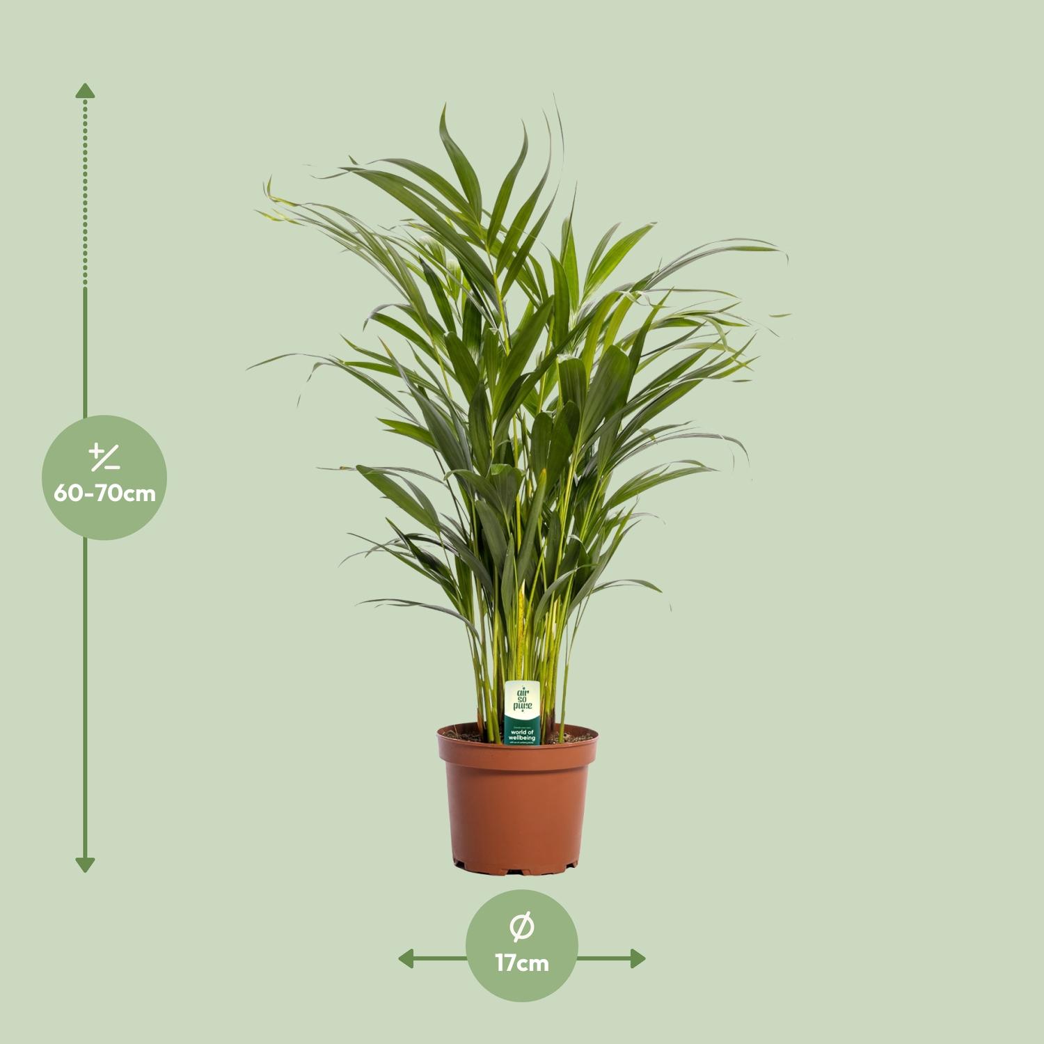 Dypsis Lutescens (11165)
