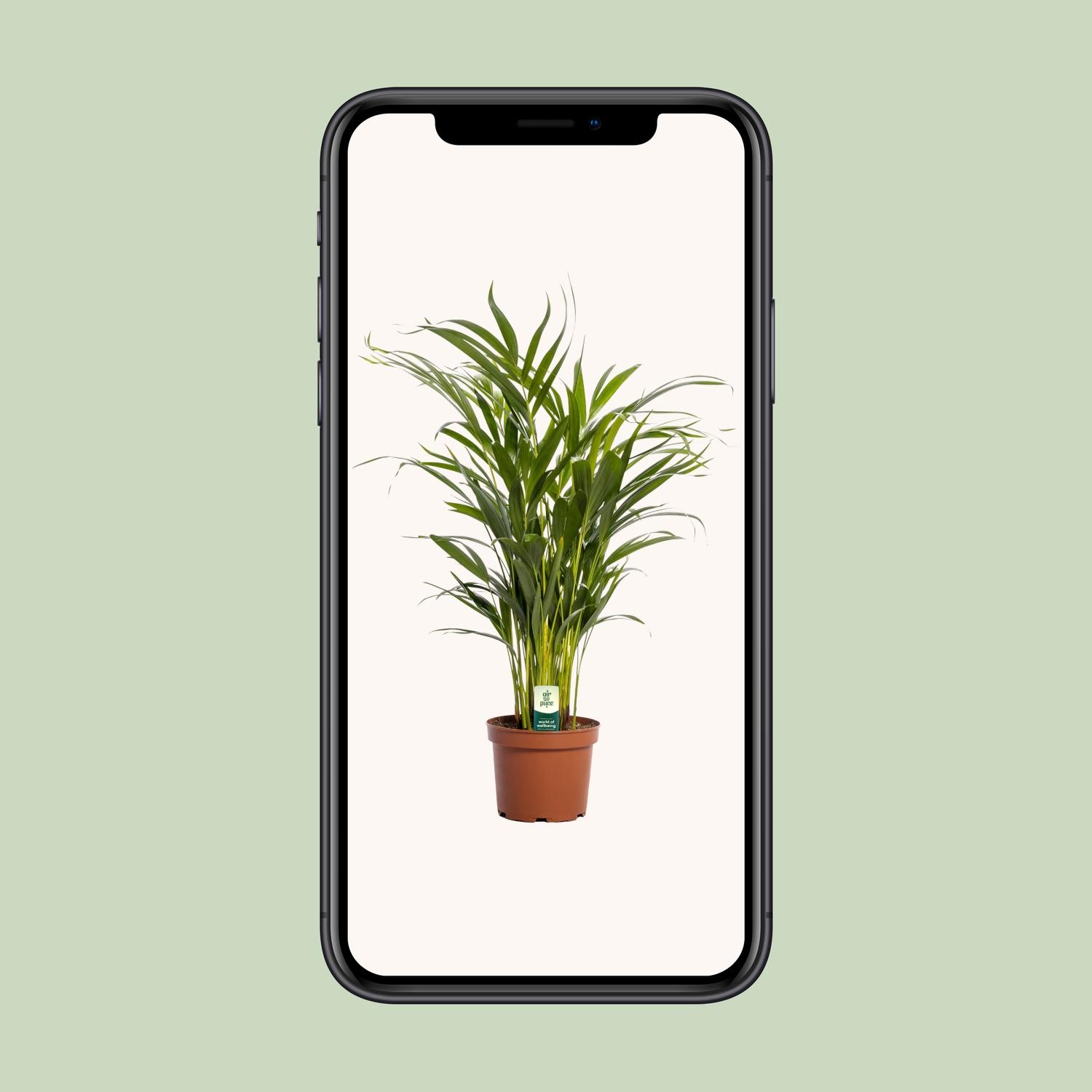 Dypsis Lutescens (11165)