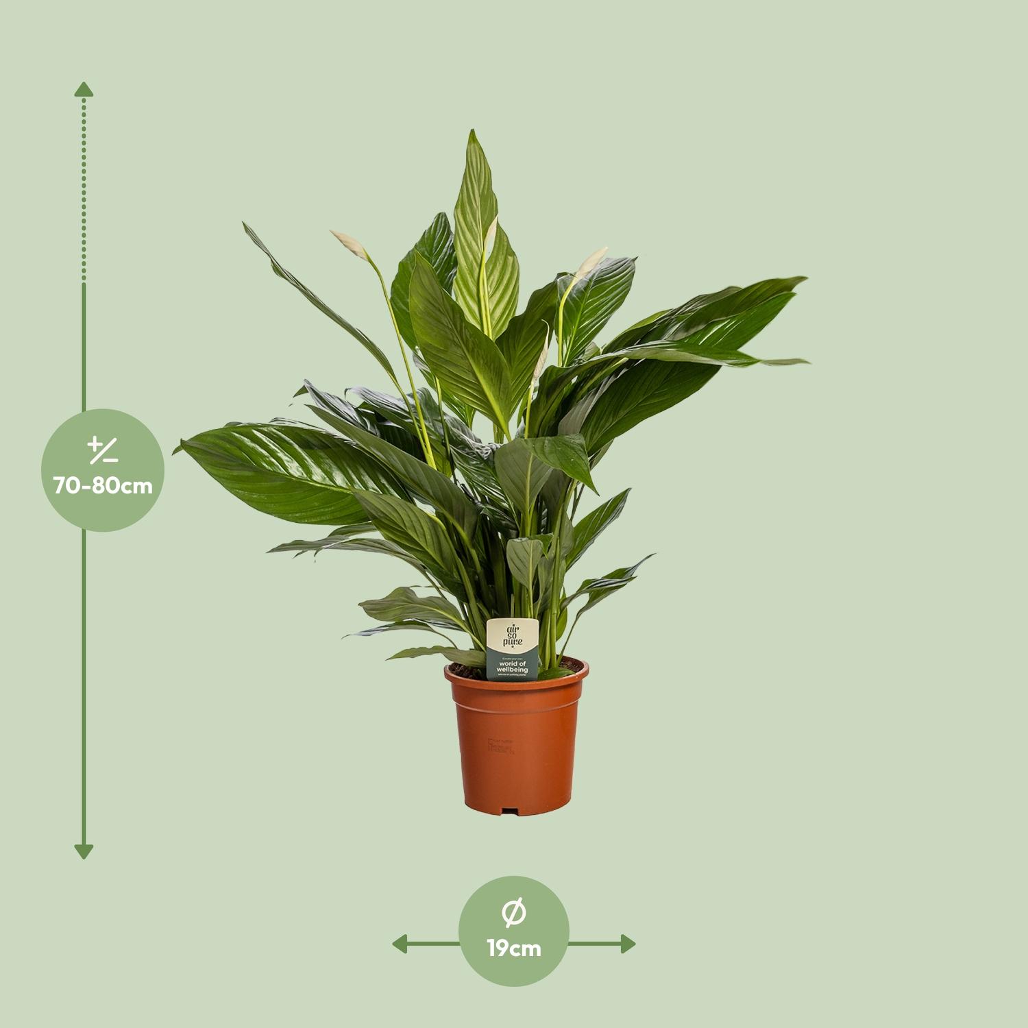 Spathiphyllum Bingo Cupido (8720634287685)