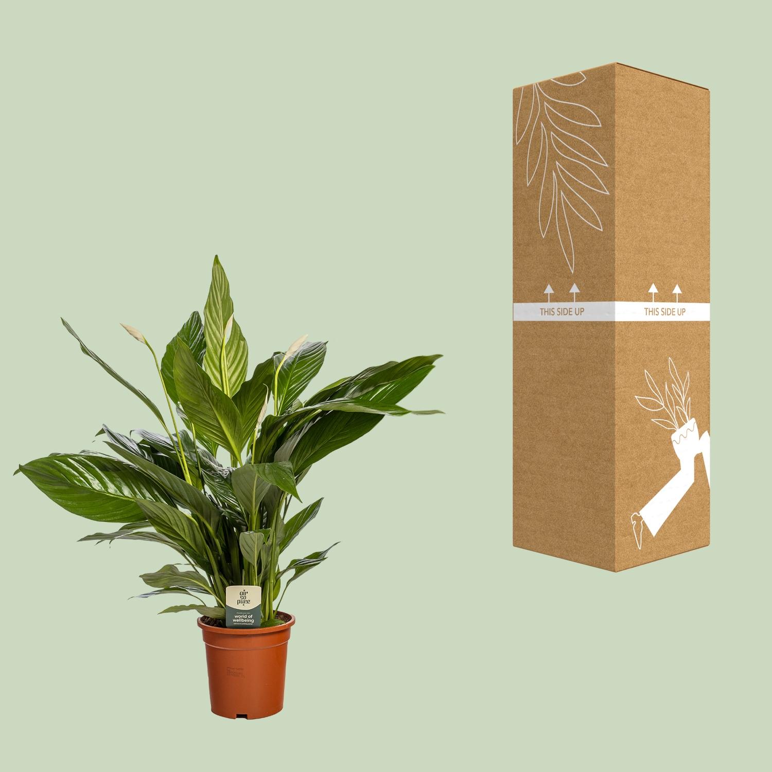 Spathiphyllum Bingo Cupido (8720634287685)