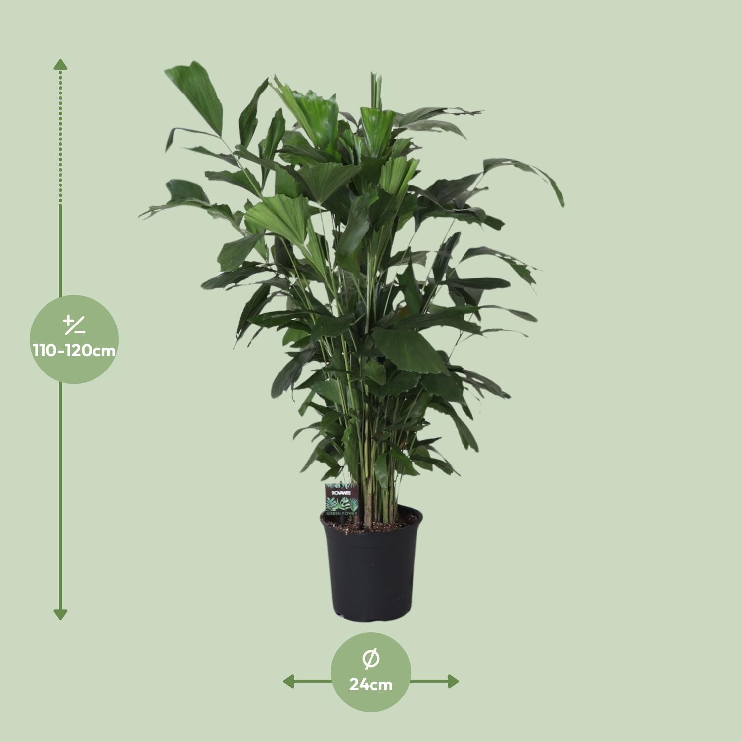 Caryota Mitis (11895)