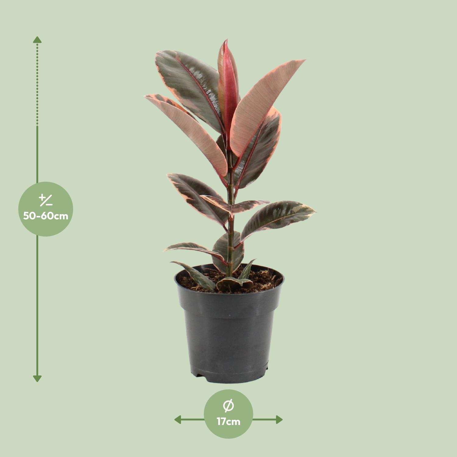 Ficus Elastica Belize (11847)