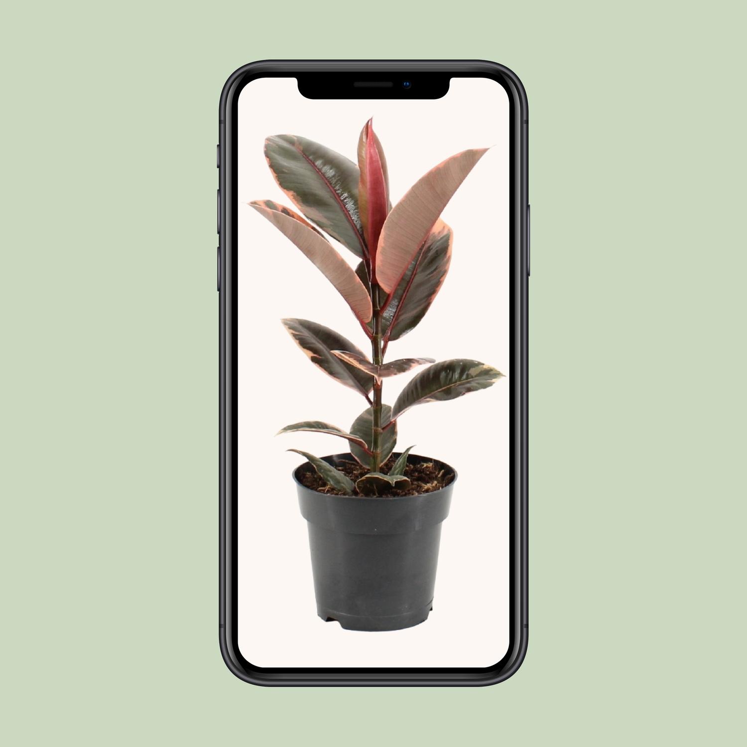 Ficus Elastica Belize (11847)