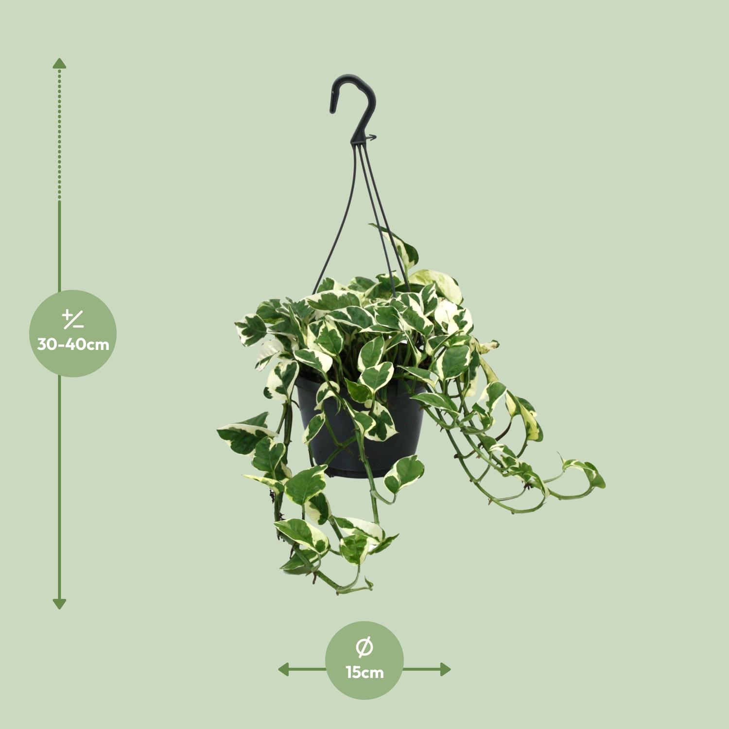 Scindapsus (Epipremnum) N’Joy (12470)
