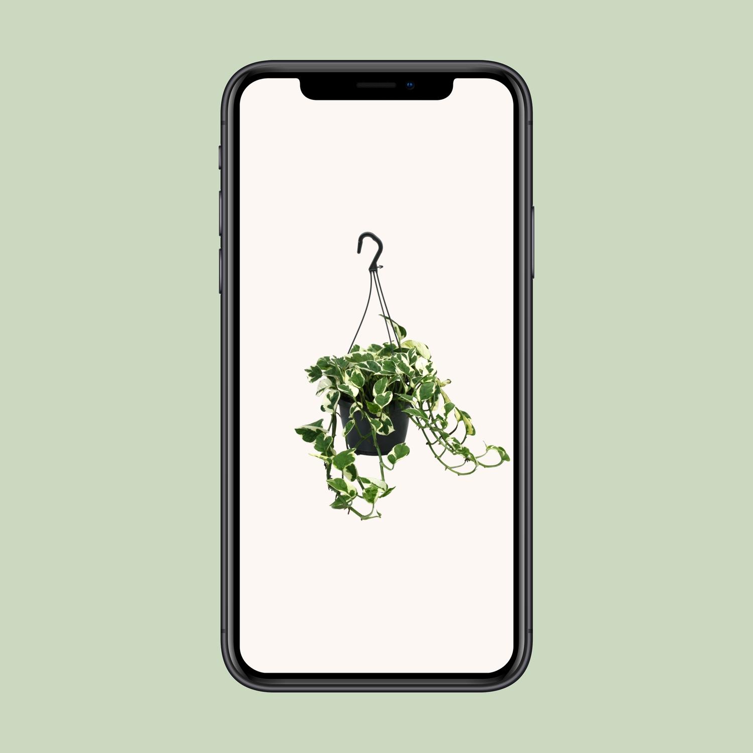 Scindapsus (Epipremnum) N’Joy (12470)
