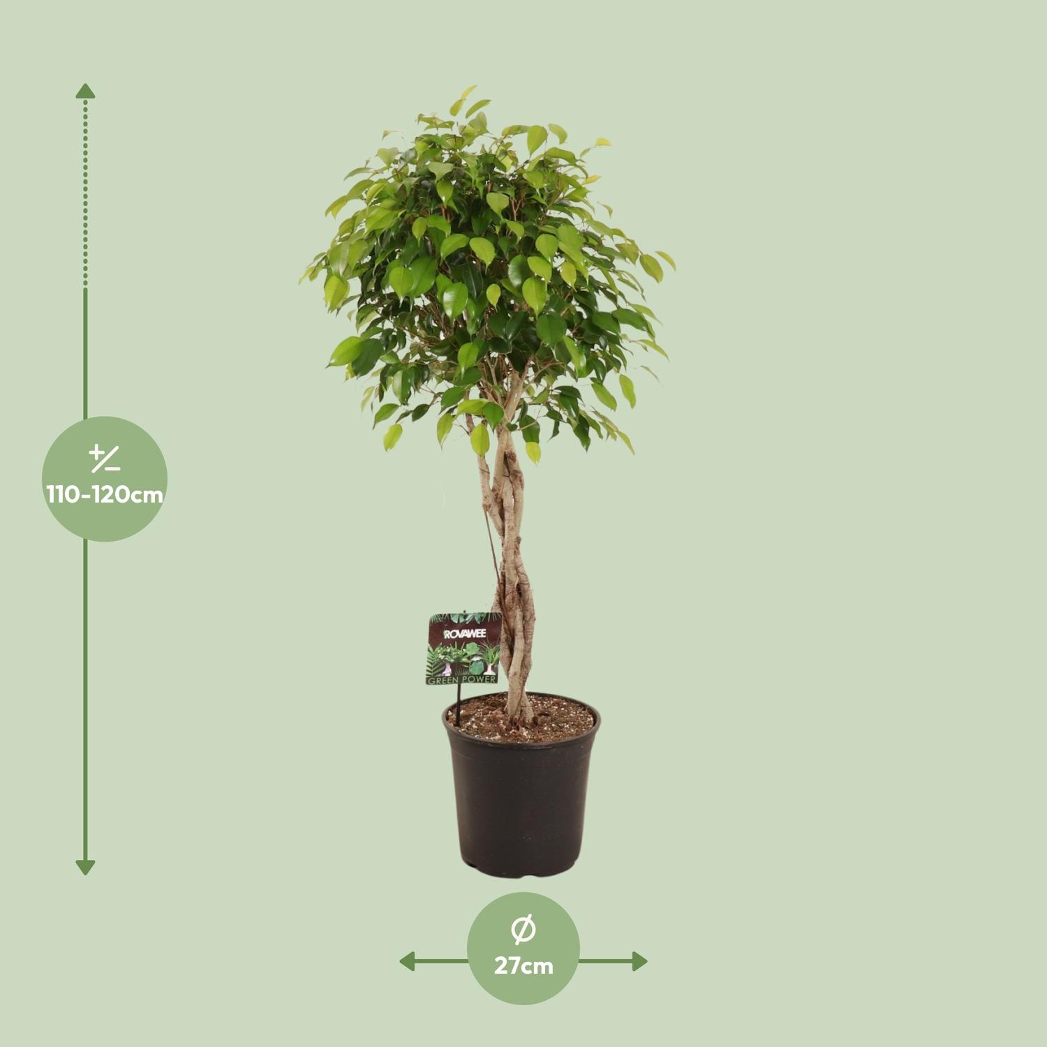 Ficus Benjamina Exotica (11907)
