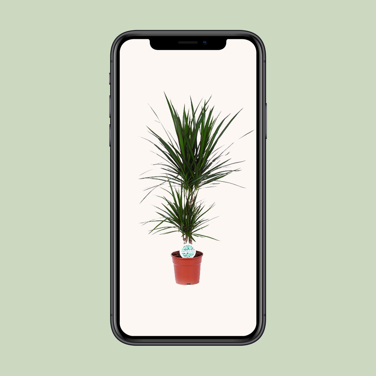 Dracaena Marginata (15841)