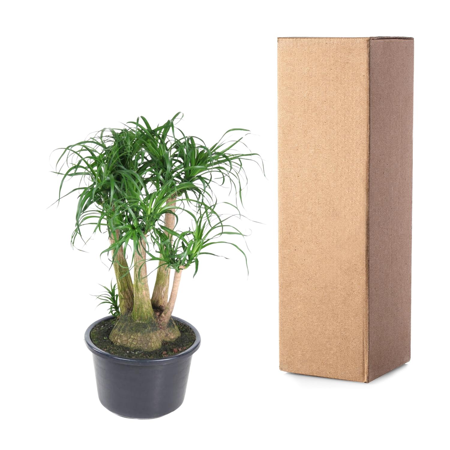 Beaucarnea vertakt - 110 cm - ø41 (8721055692089)