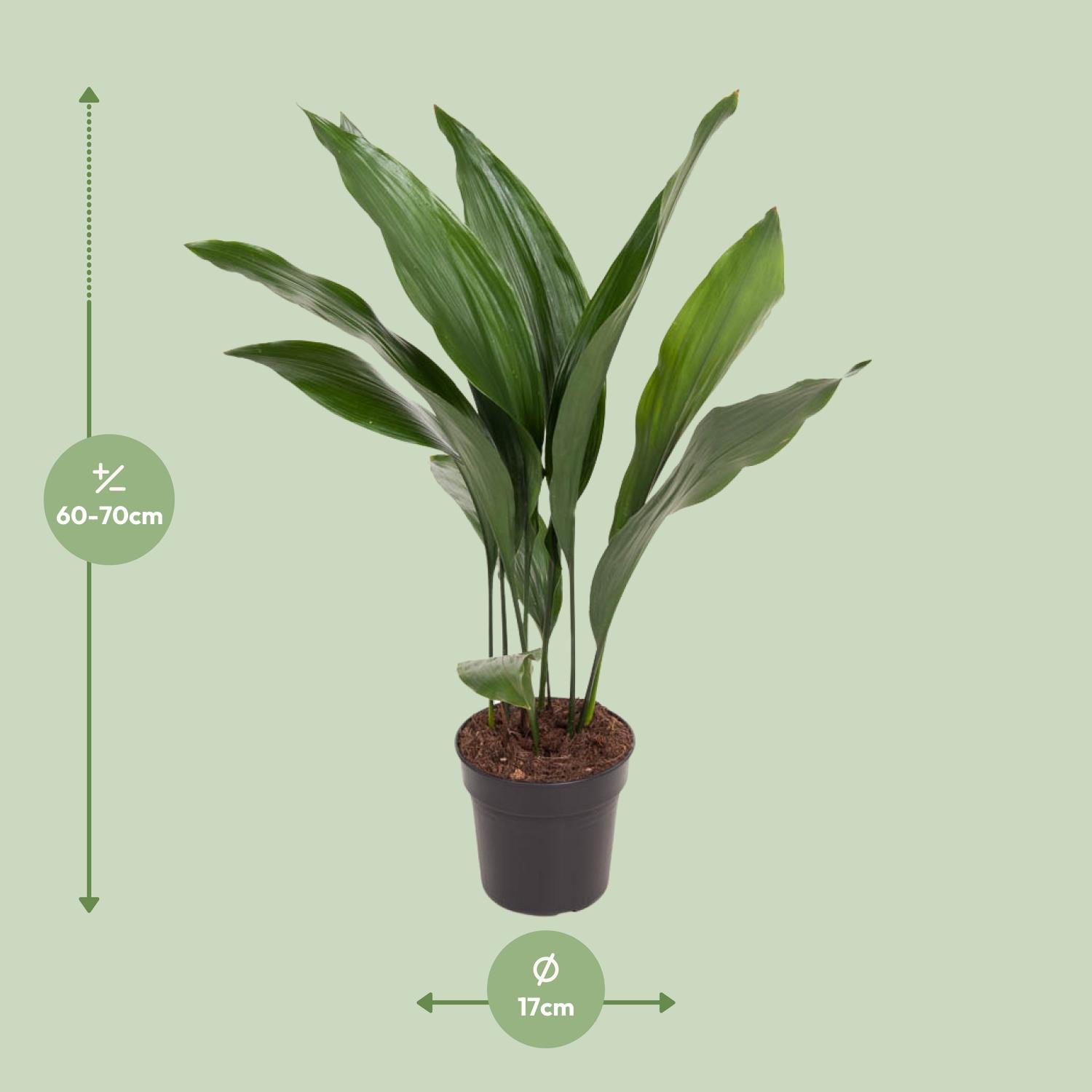 Aspidistra Elatior (12179)
