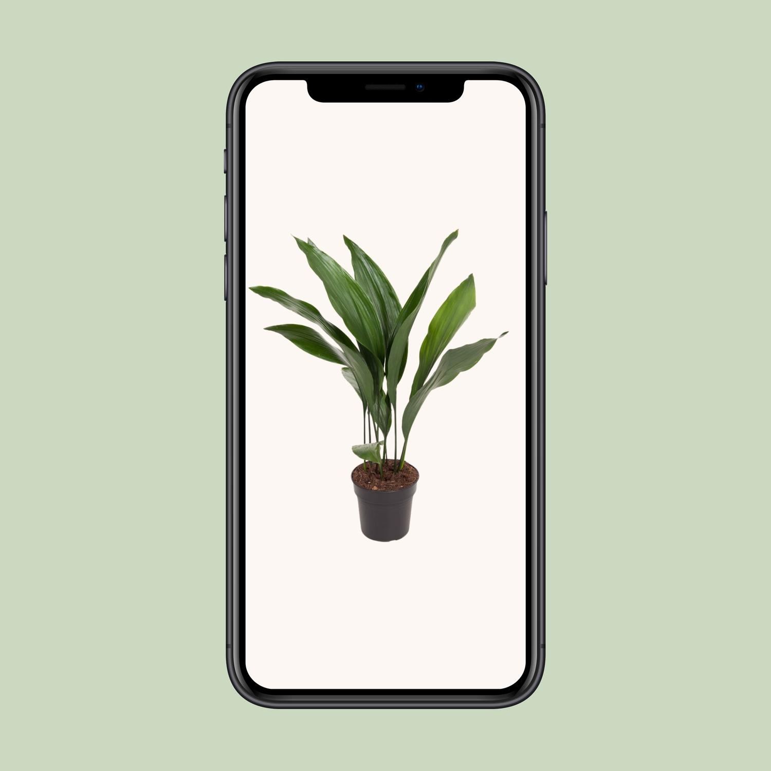 Aspidistra Elatior (12179)