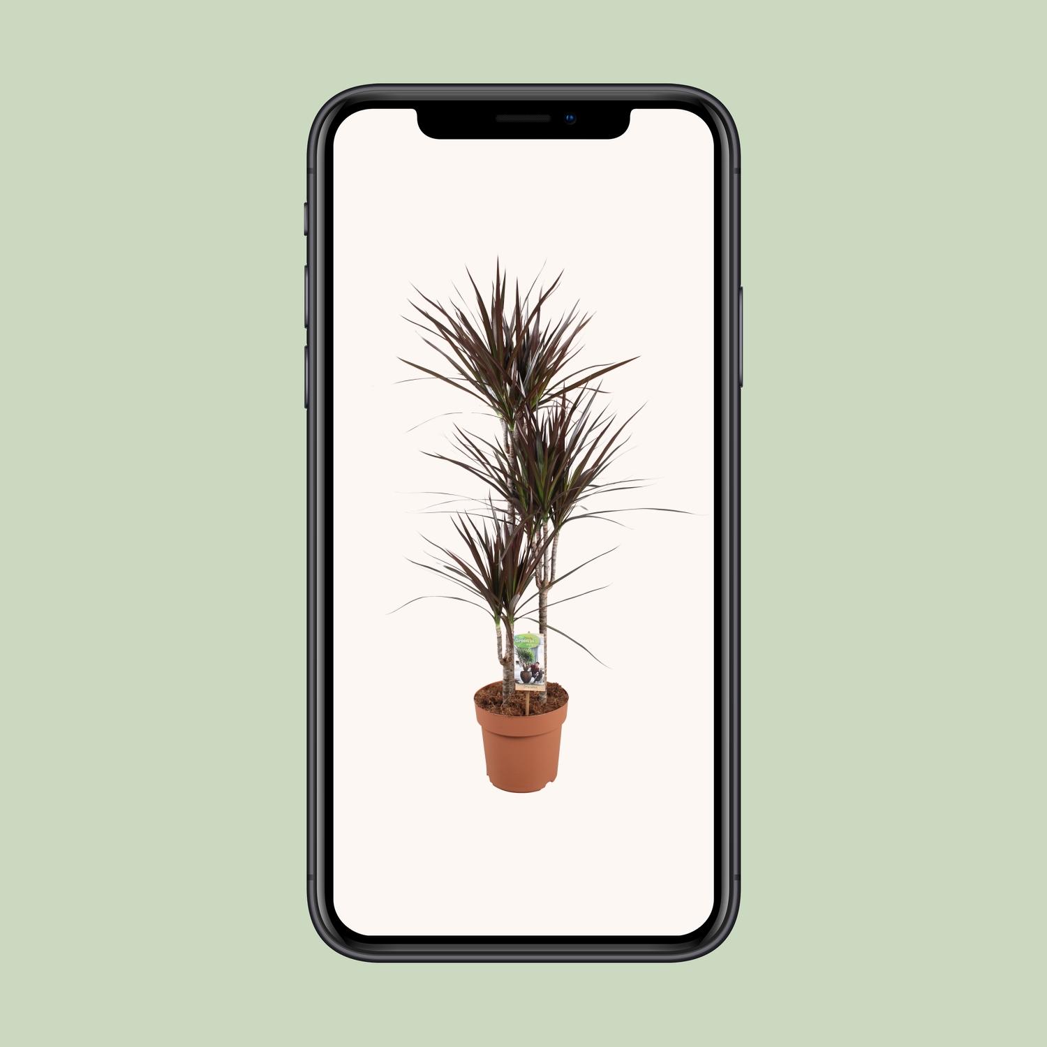 Dracaena Magenta (16537)