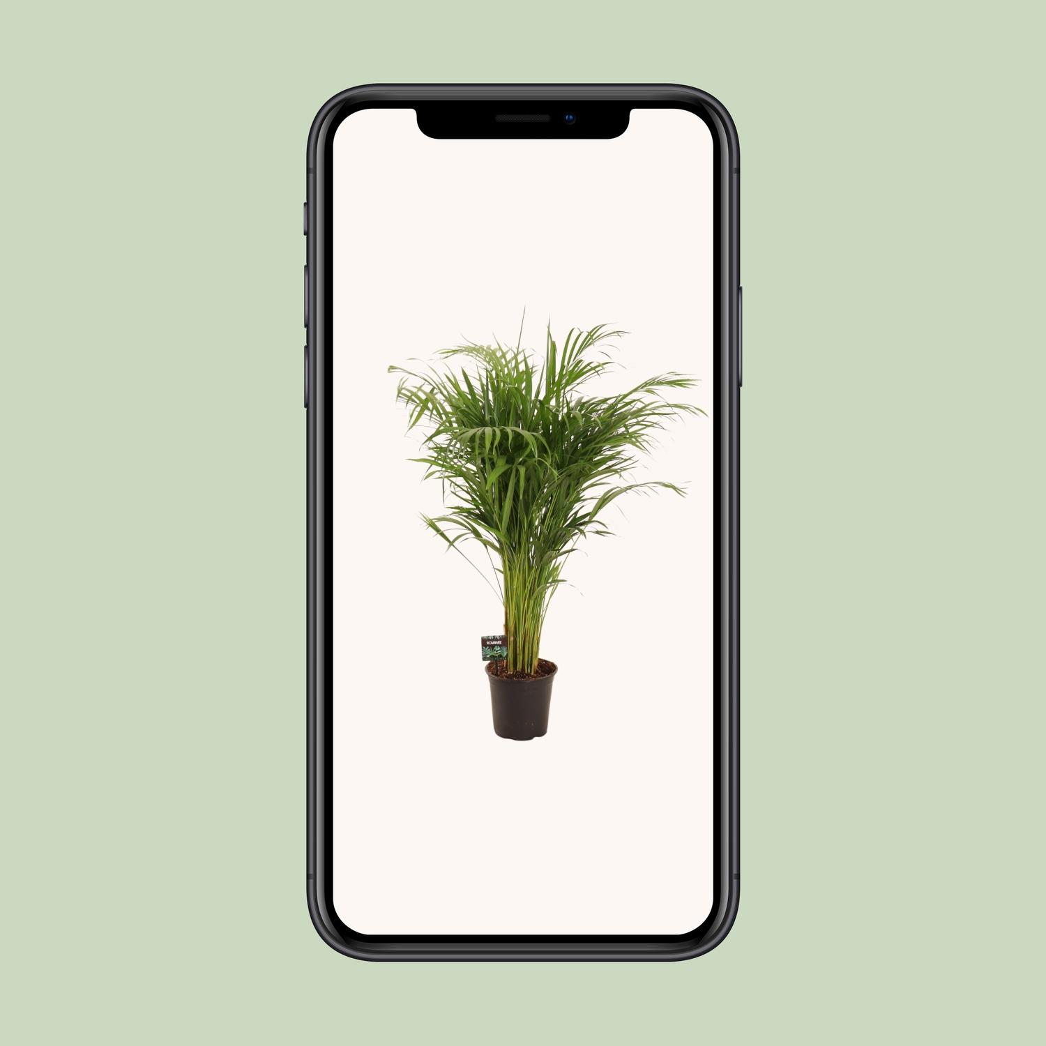 Dypsis Lutescens (11929)
