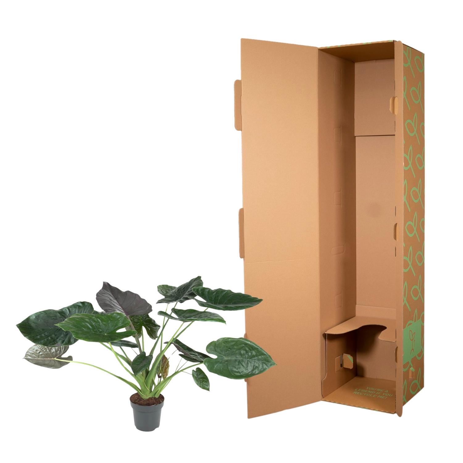 Alocasia Wentii - 120 cm - ø32 (8721055692041)