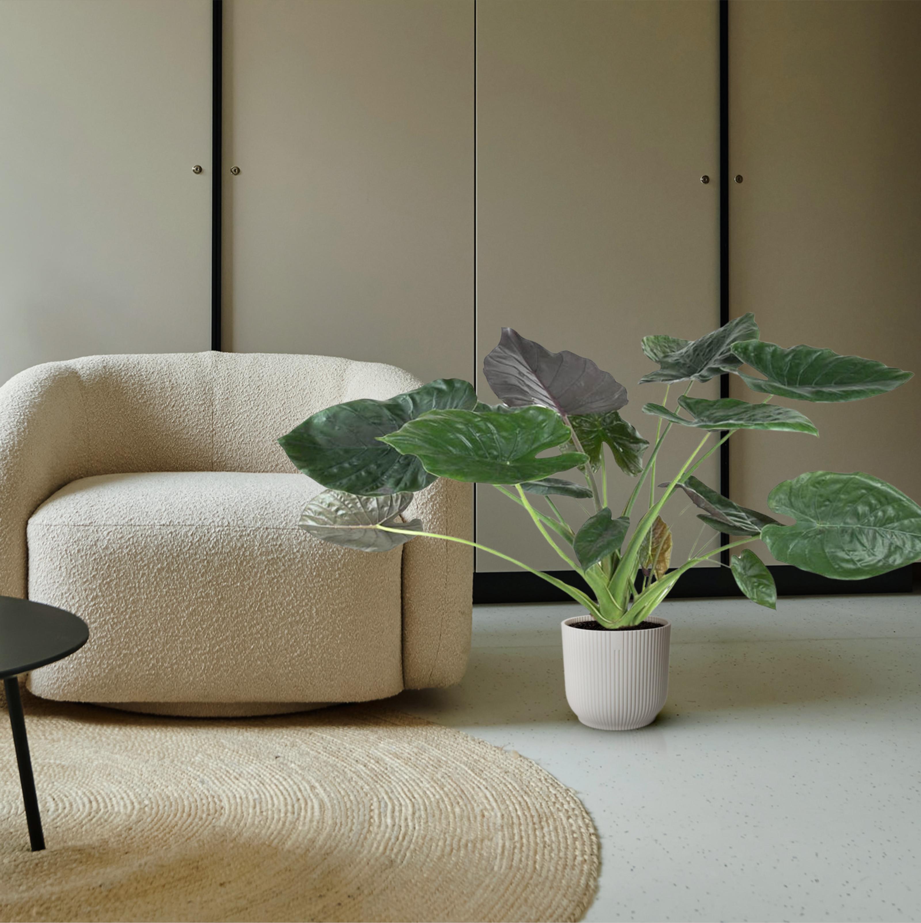 Alocasia Wentii - 120 cm - ø32 (8721055692041)