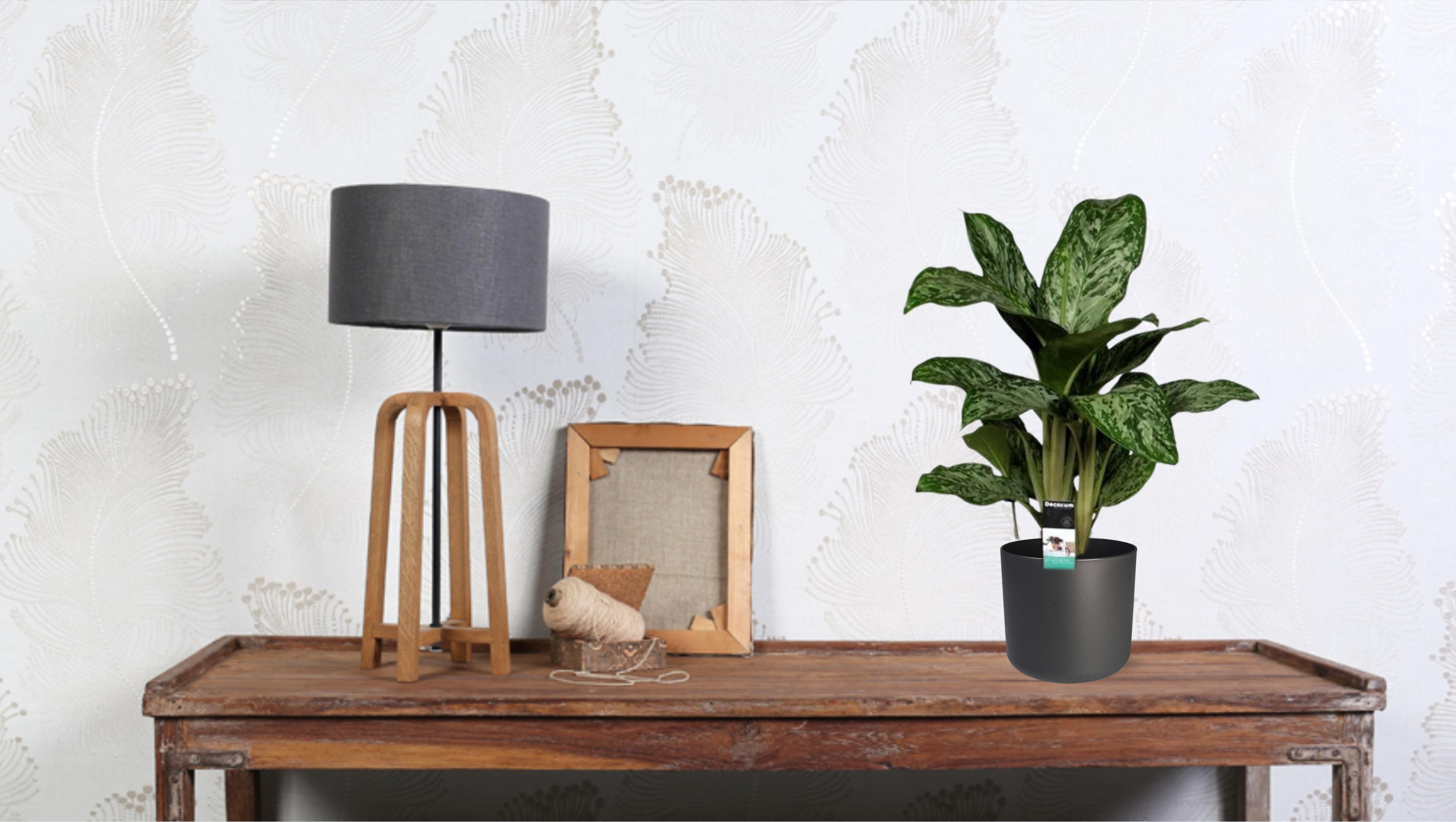 Aglaonema Greenlight (Decorum) (27961)
