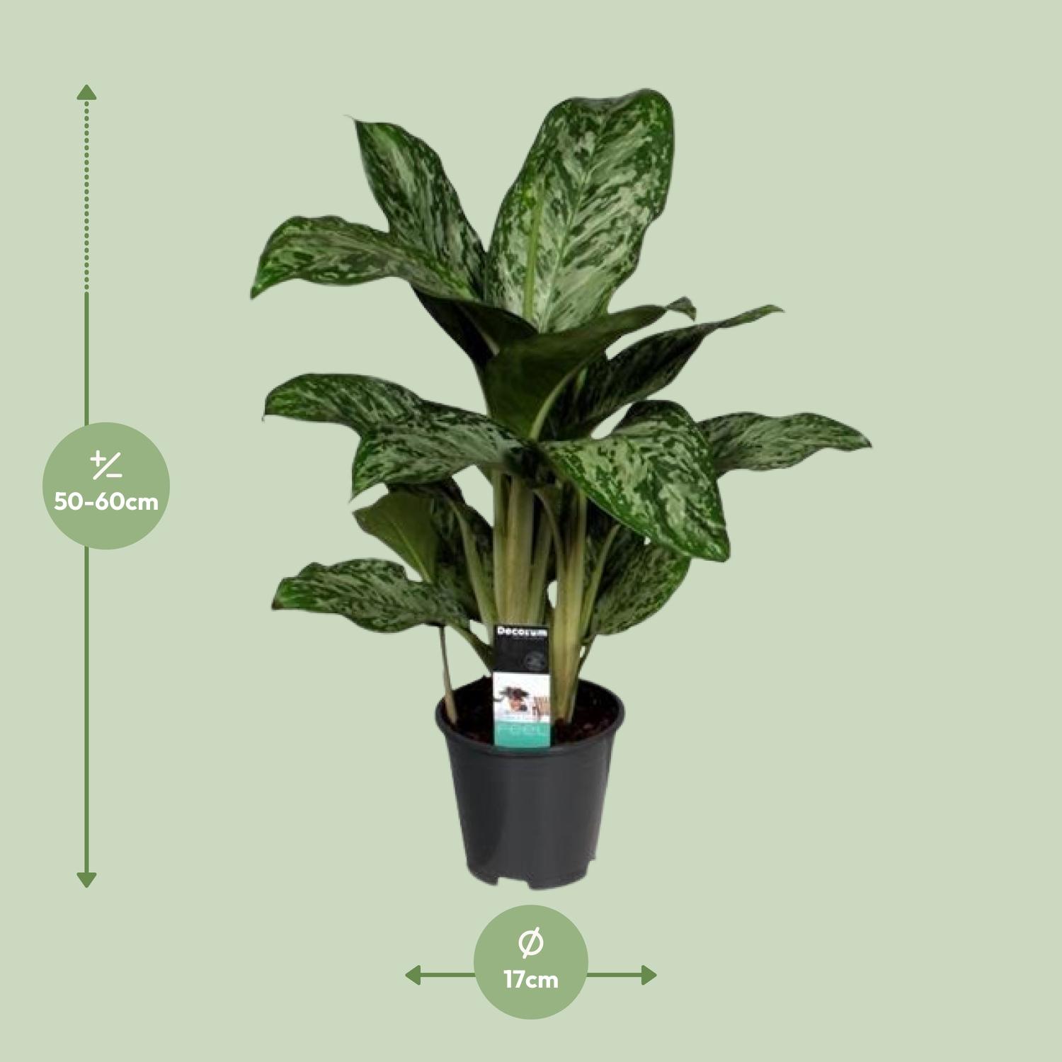 Aglaonema Greenlight (Decorum) (27961)