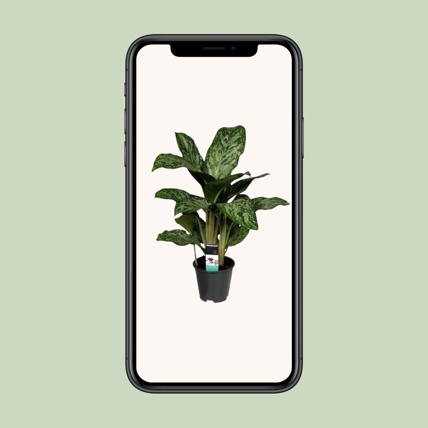 Aglaonema Greenlight (Decorum) (27961)