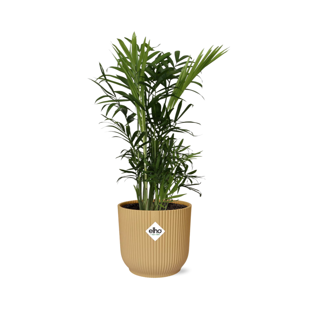 Chamaedorea Elegans in ELHO Vibes Fold 14cm geel (21675)