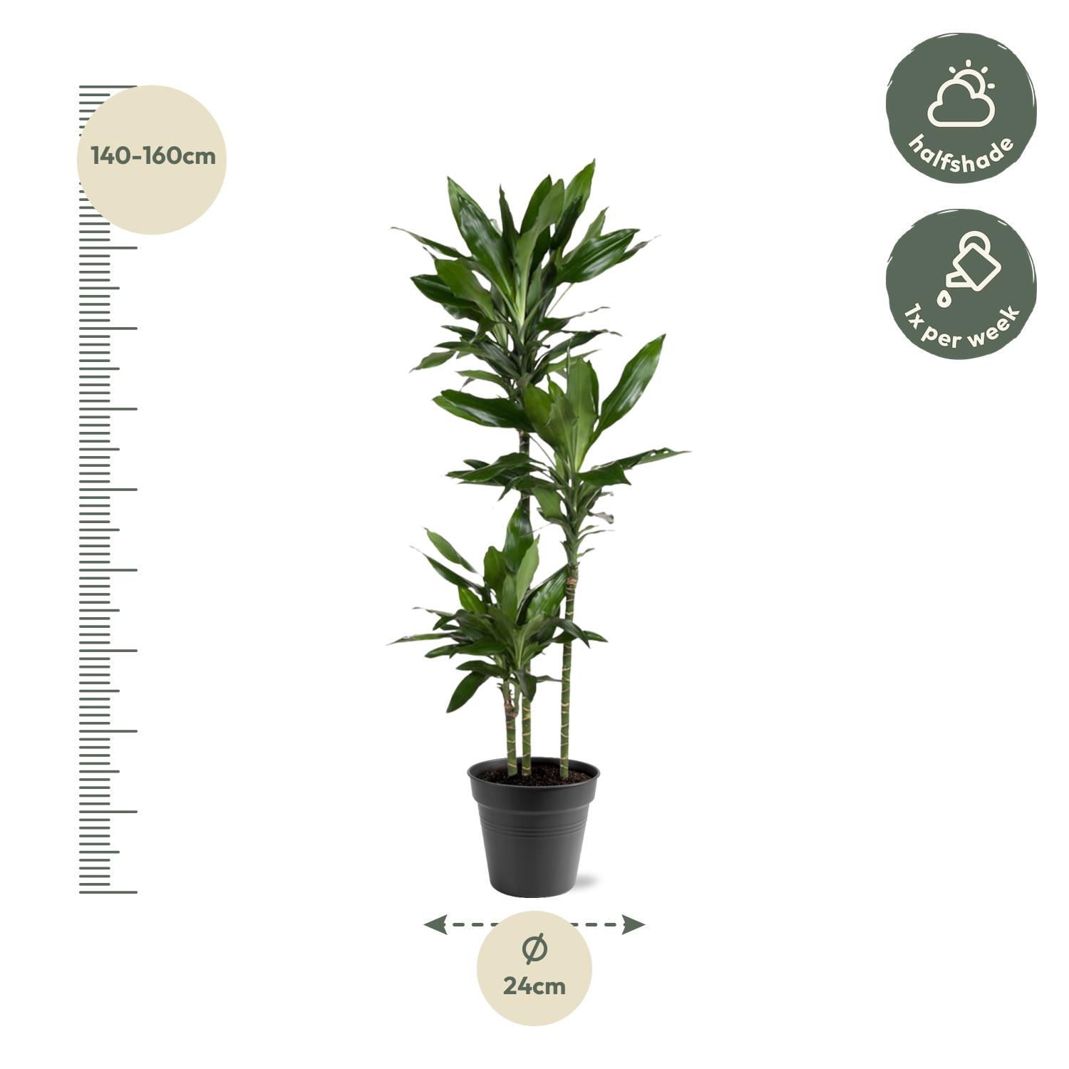 Dracaena Janet Lind - 150-160 cm - ø24 (8721055692492)