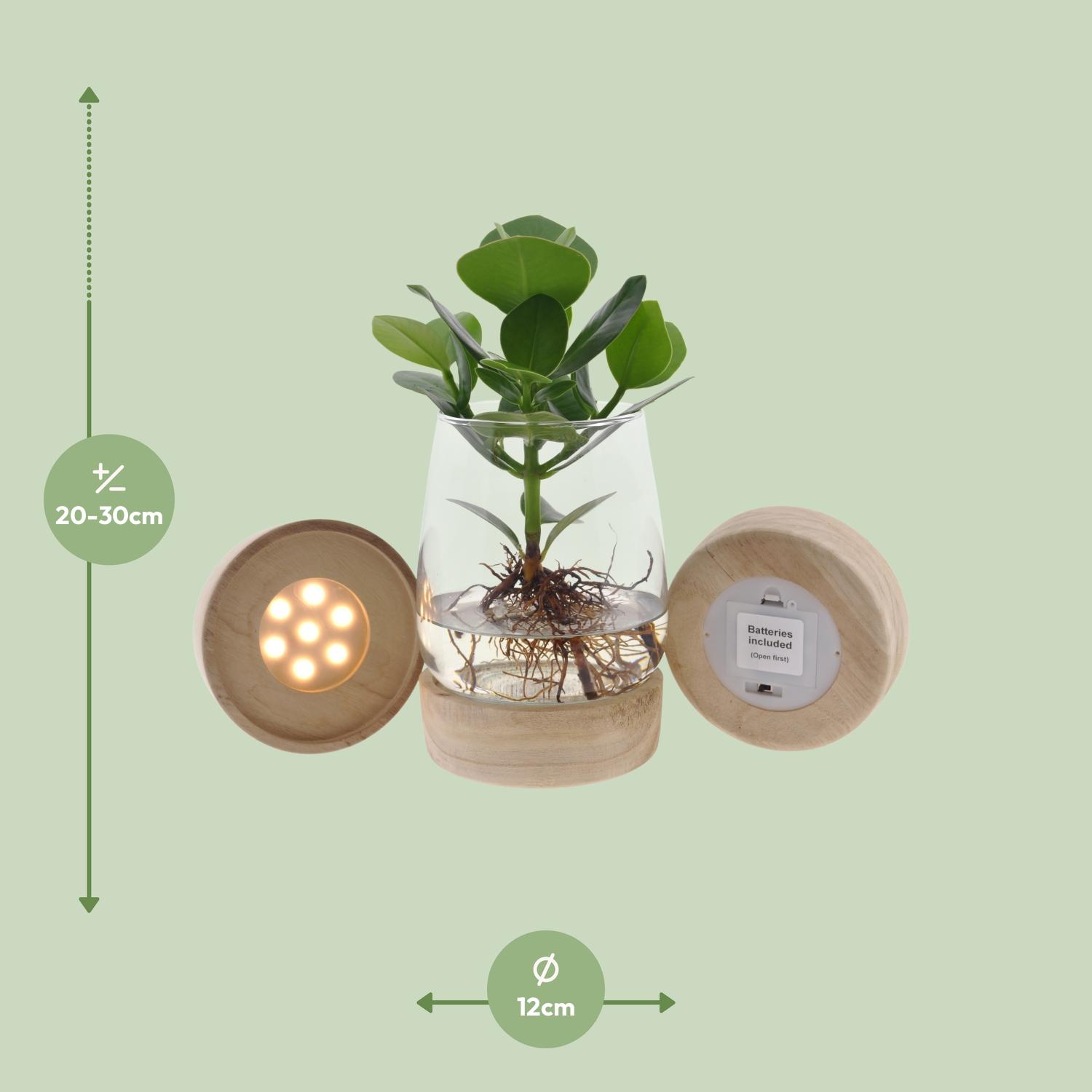 Clusia In Kingston Glas + LED (11327)