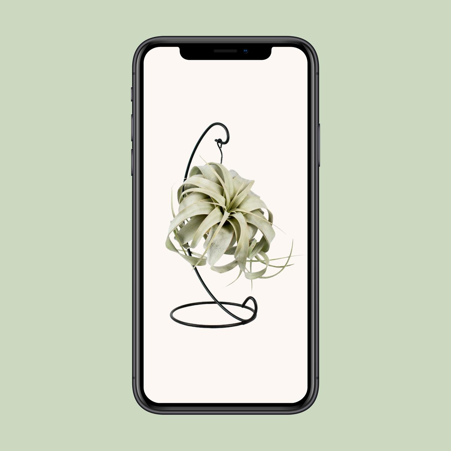 Tillandsia King Xero (11801)