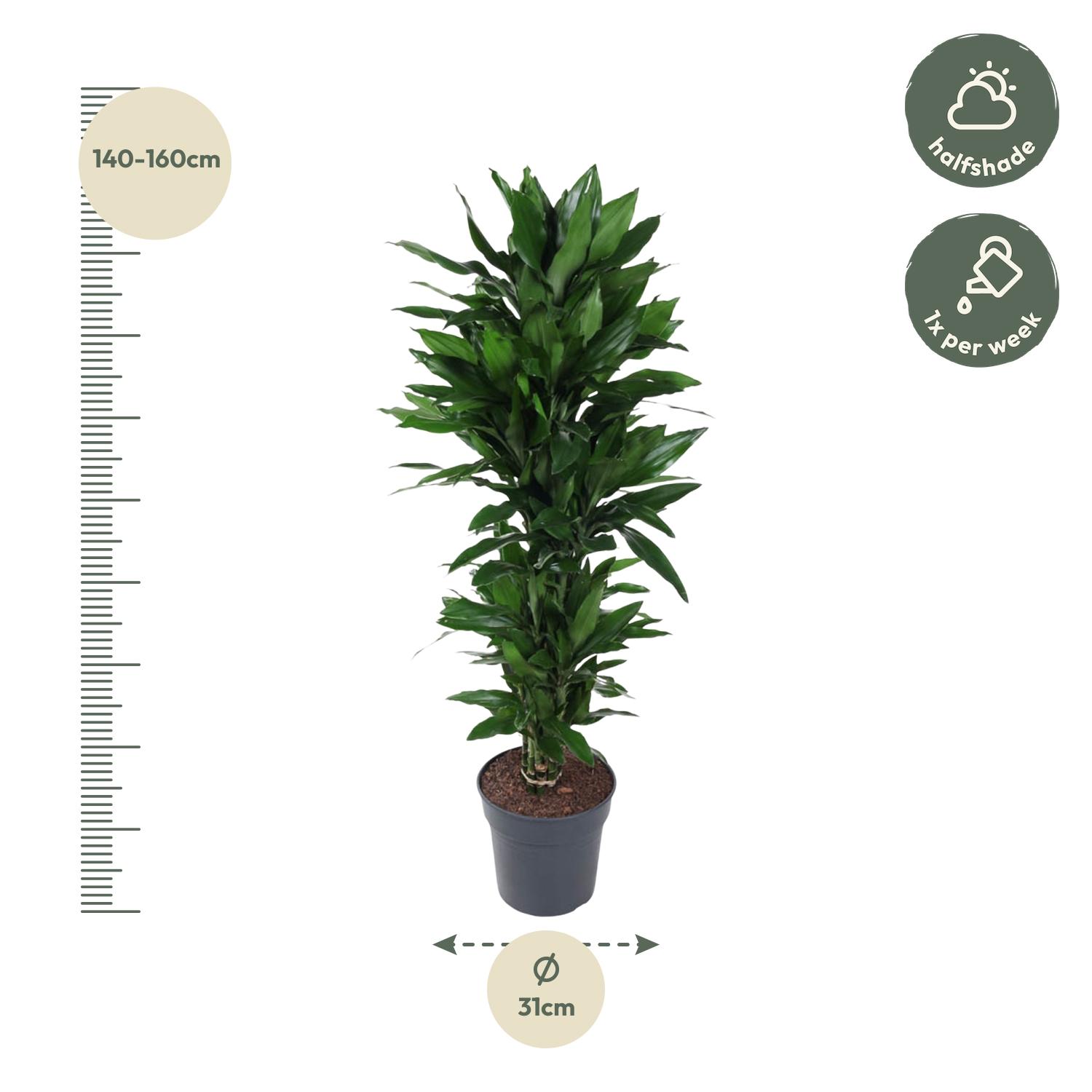 Dracaena Janet Lind vertakt - 120 cm - ø27 (8721055692522)