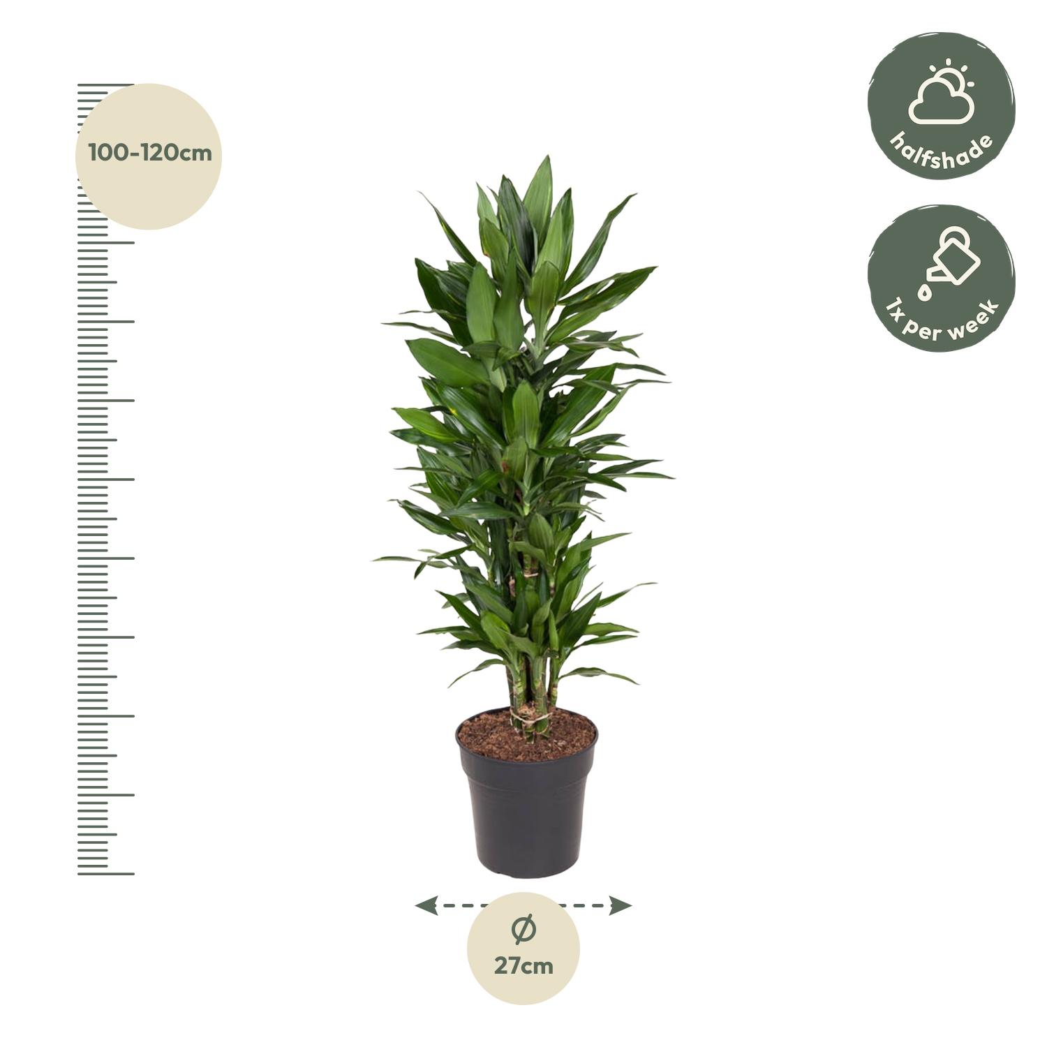 Dracaena Janet Lind vertakt - 110 cm - ø27 (8721055692515)
