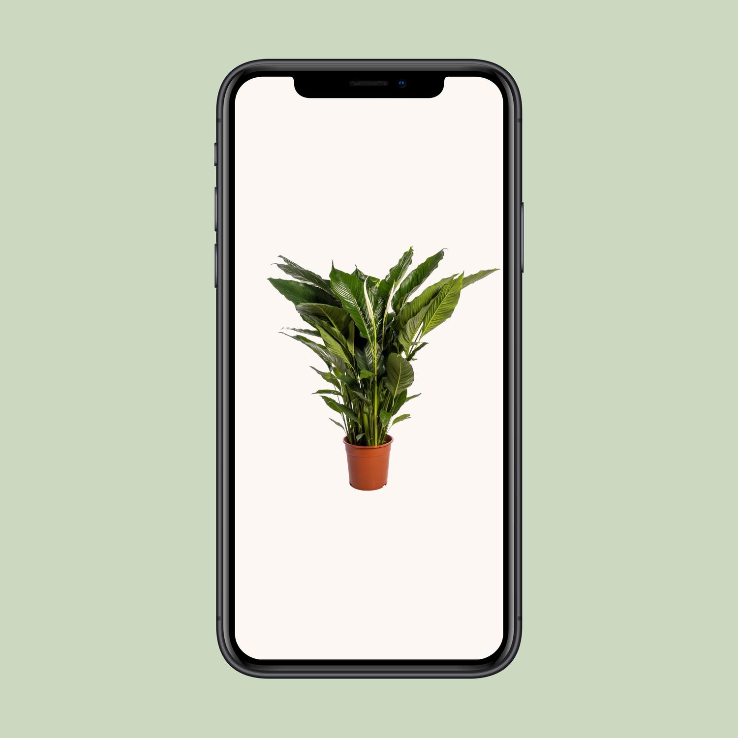 Spathiphyllum Sweet Sebastiano (12230)