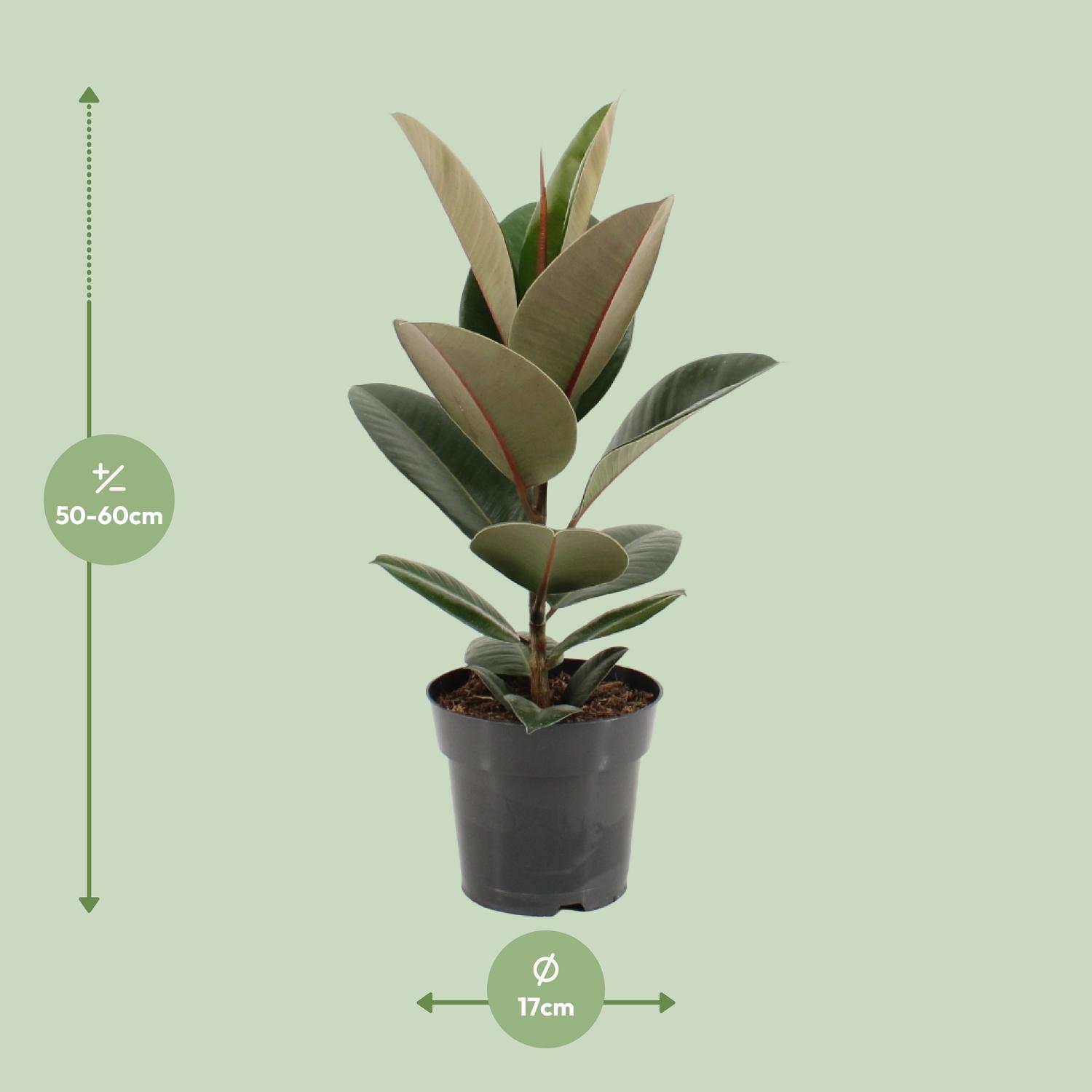 Ficus Elastica Robusta (11855)