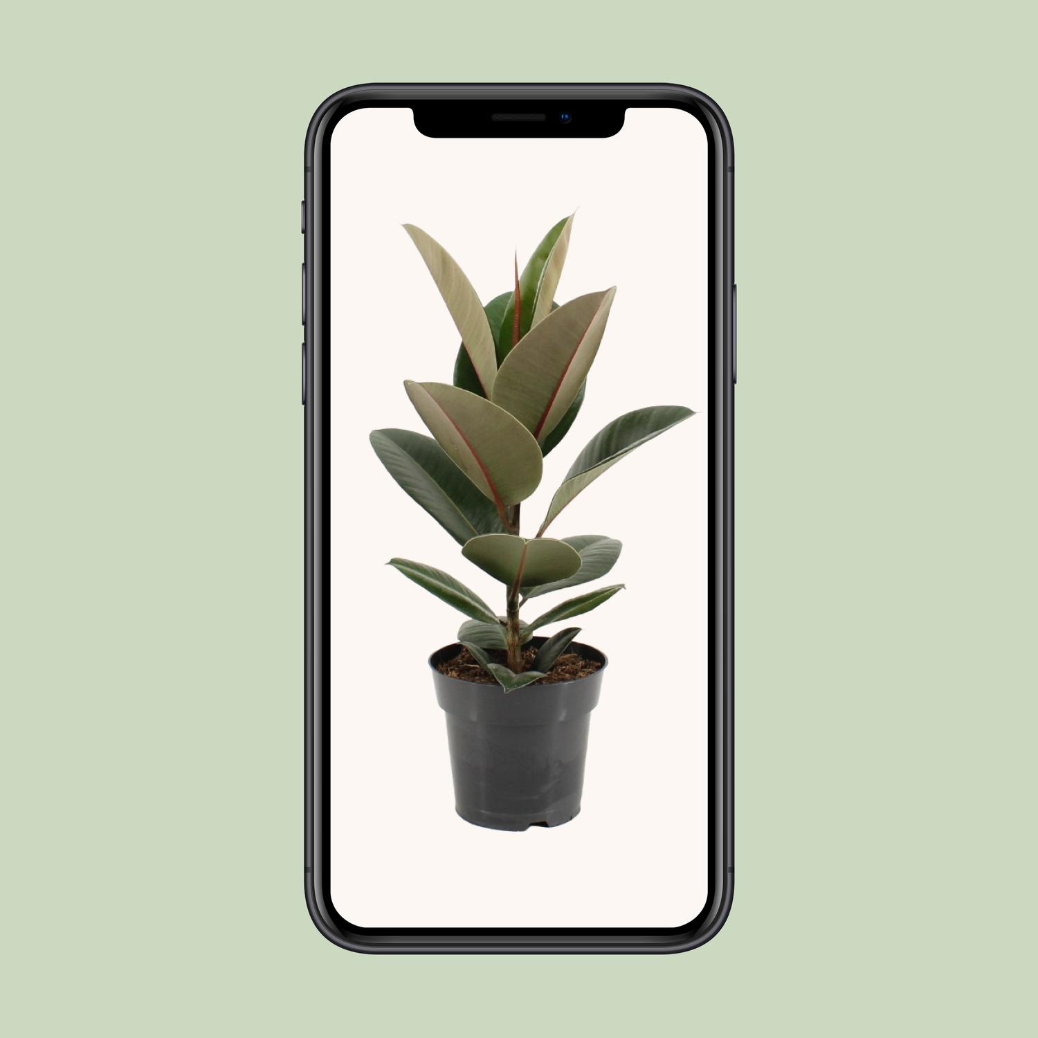 Ficus Elastica Robusta (11855)