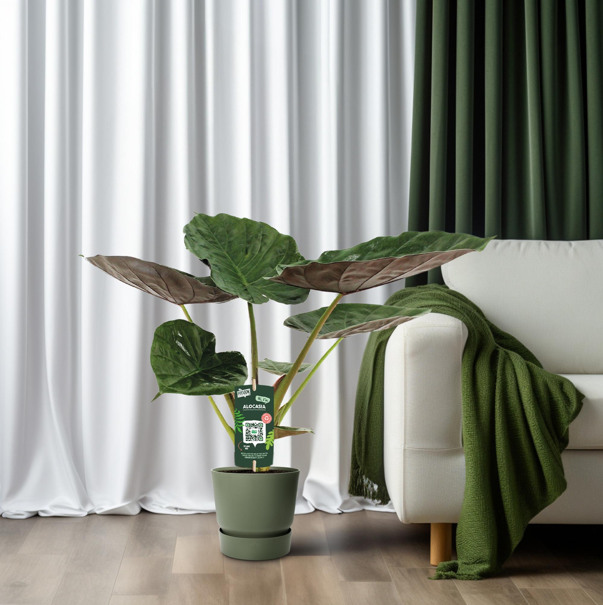 Alocasia Wentii - Olifantsoor (8720634284127)