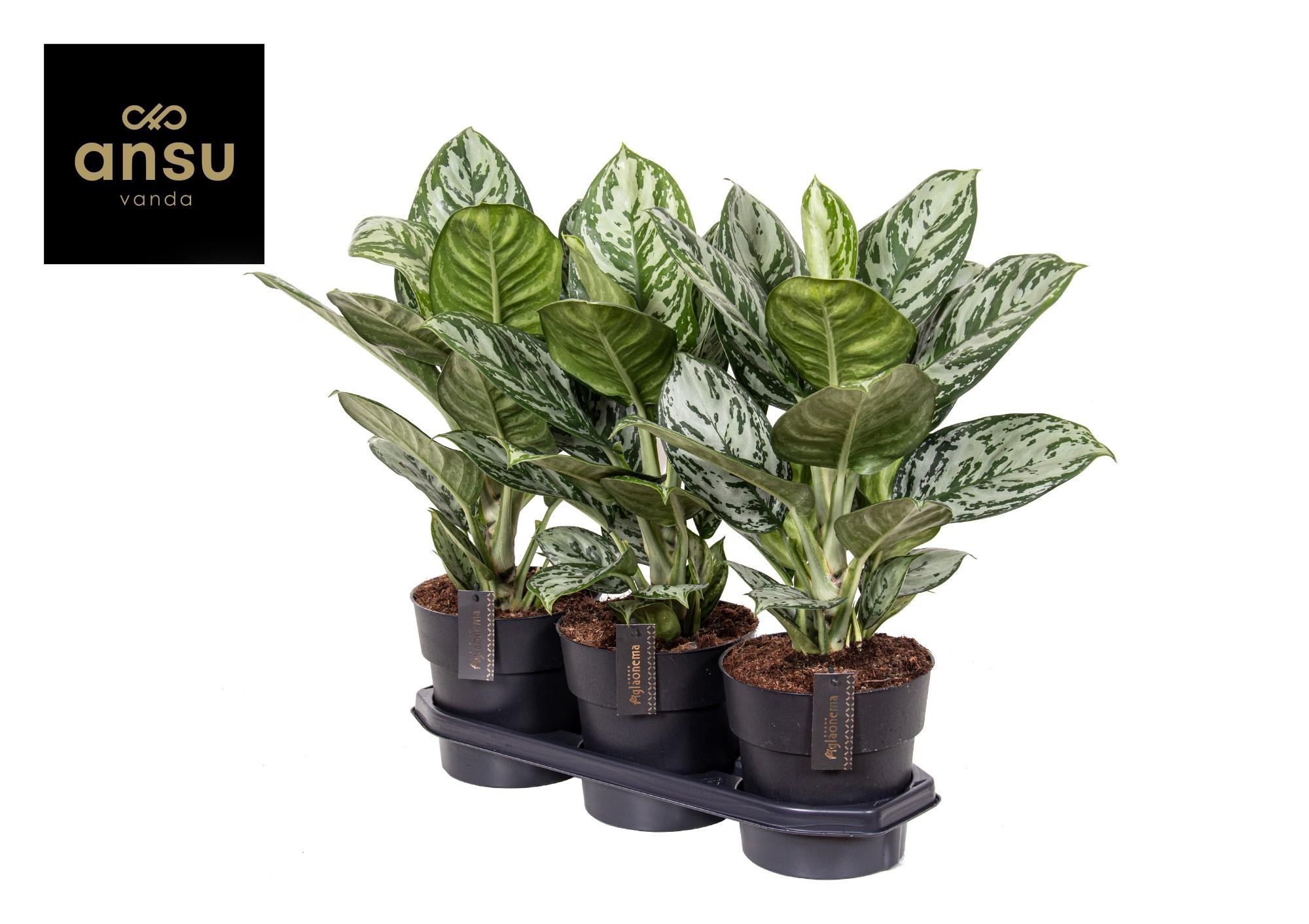 Aglaonema Jungle Silver (16656)