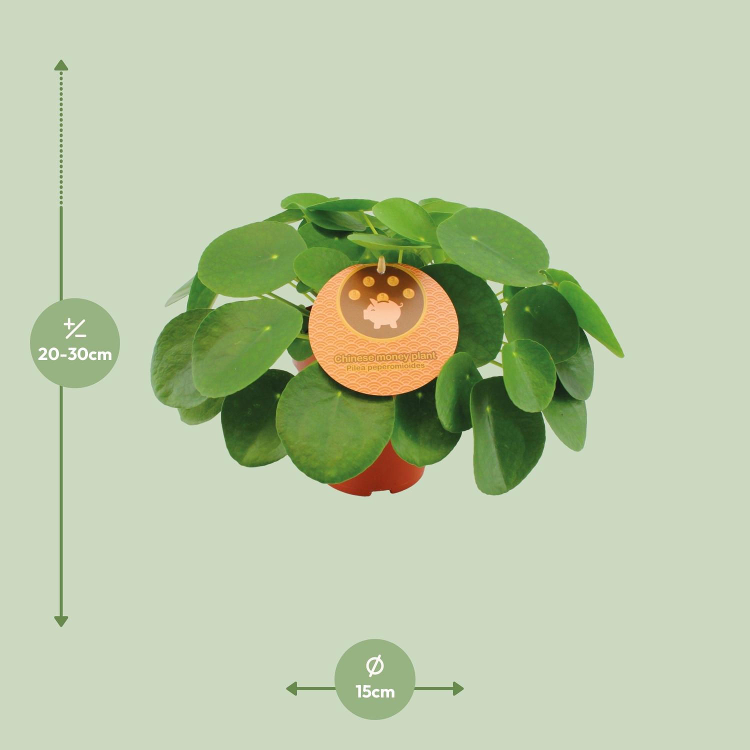 Pilea Peperomioides (12996)