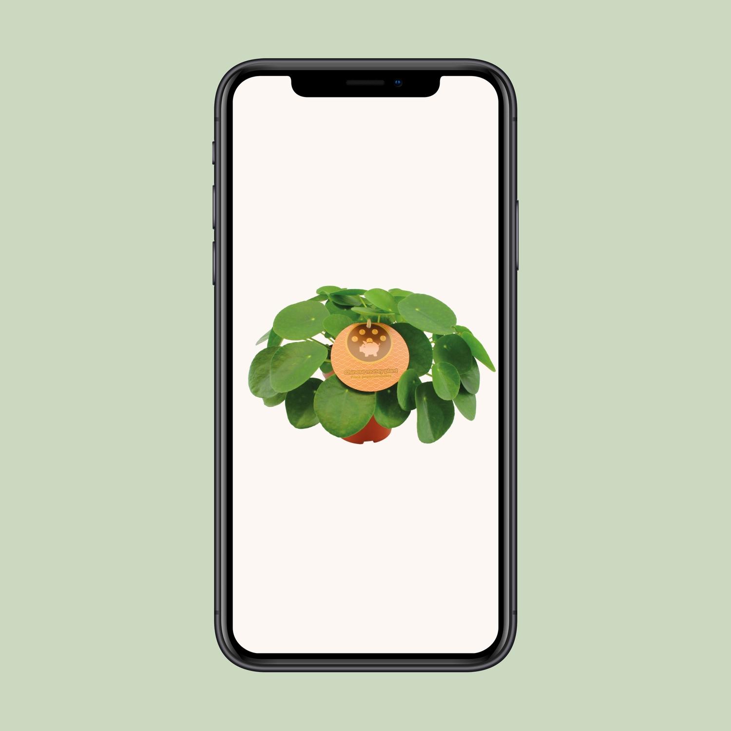 Pilea Peperomioides (12996)