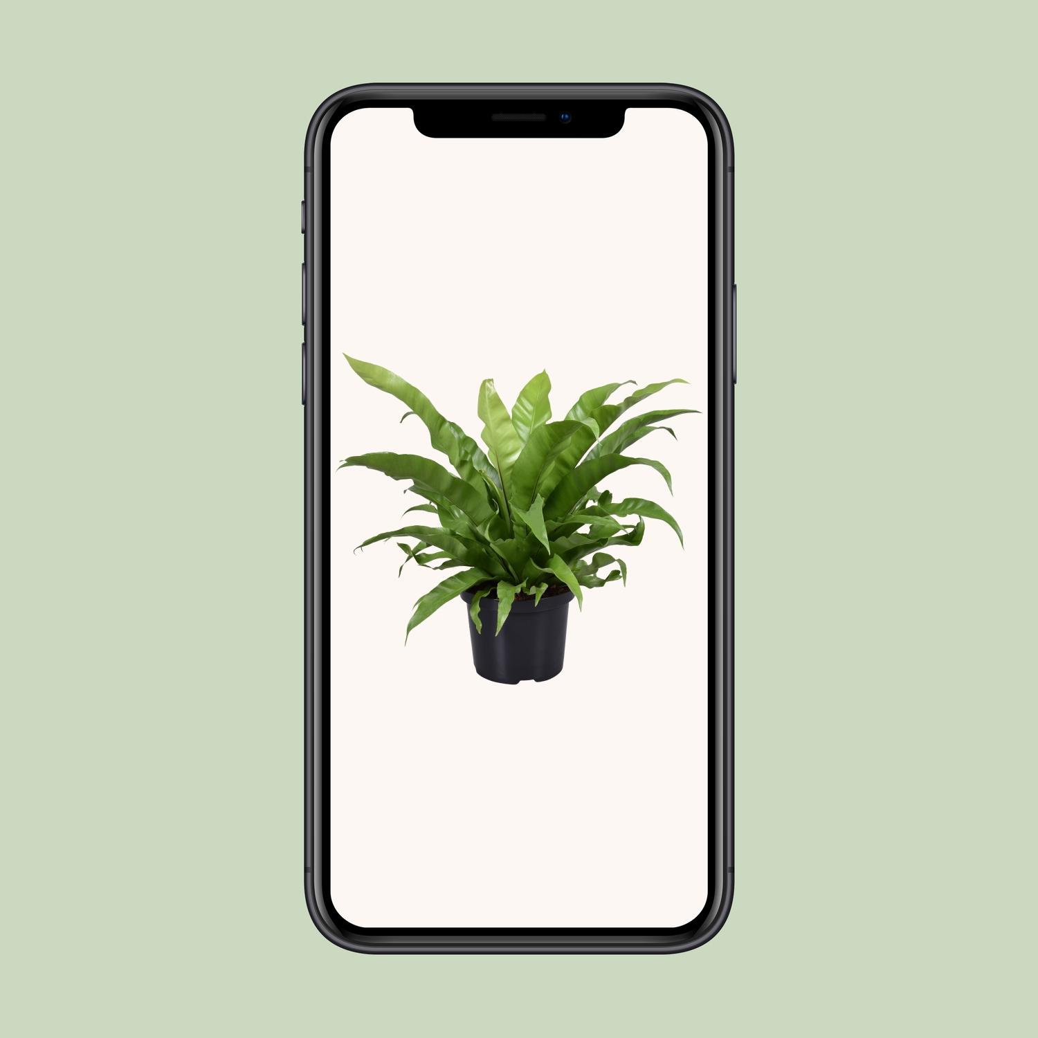 Asplenium Antiquum (9721)