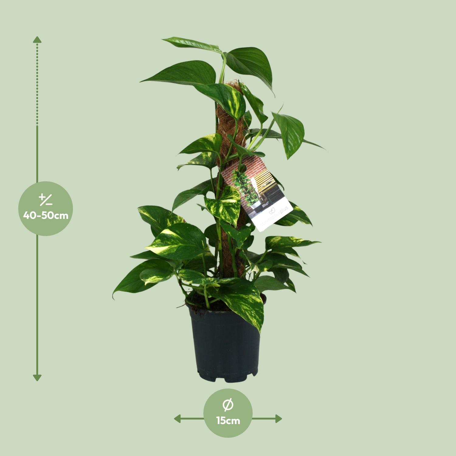 Scindapsus Epipremnum (12482)
