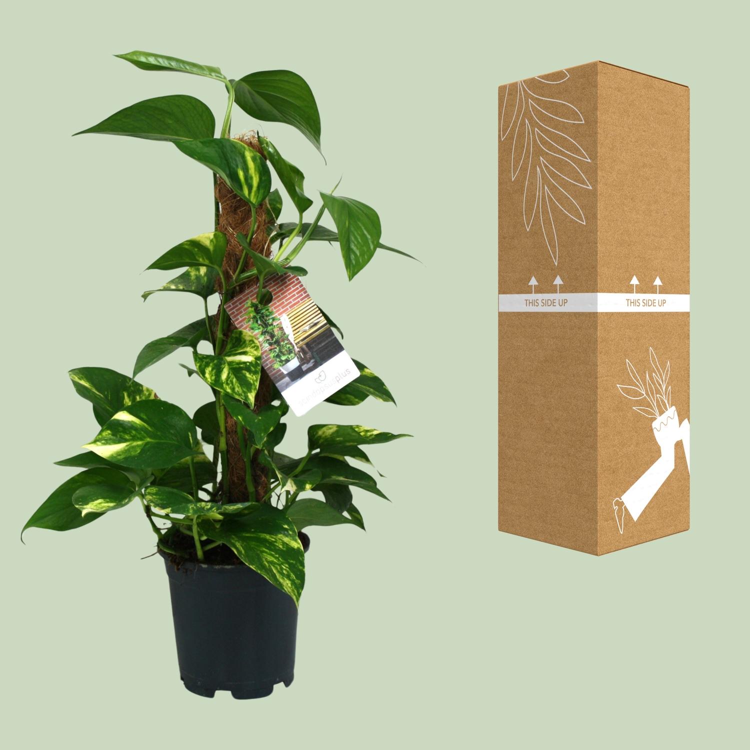 Scindapsus Epipremnum (12482)