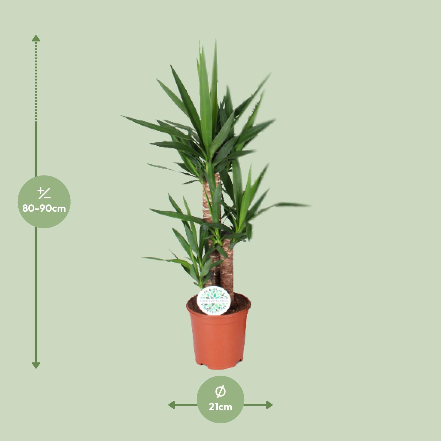Yucca (15939)
