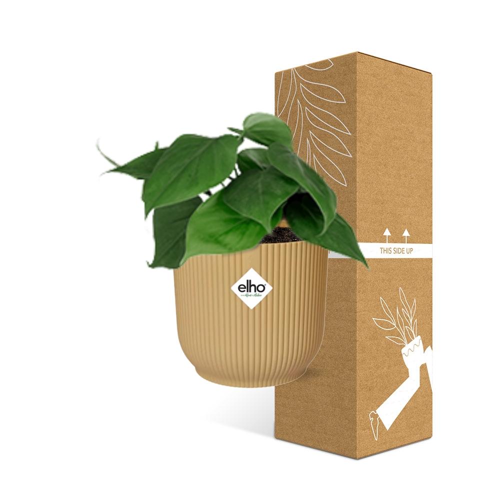Philodendron Scandens in ELHO Vibes Fold 14cm geel (21685)