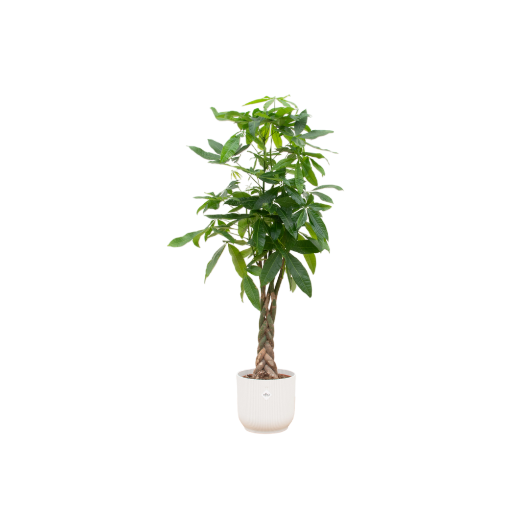 Combi deal - Pachira Aquatica inclusief elho Vibes Fold Round wit Ø30 - 150 cm (8721055697954)