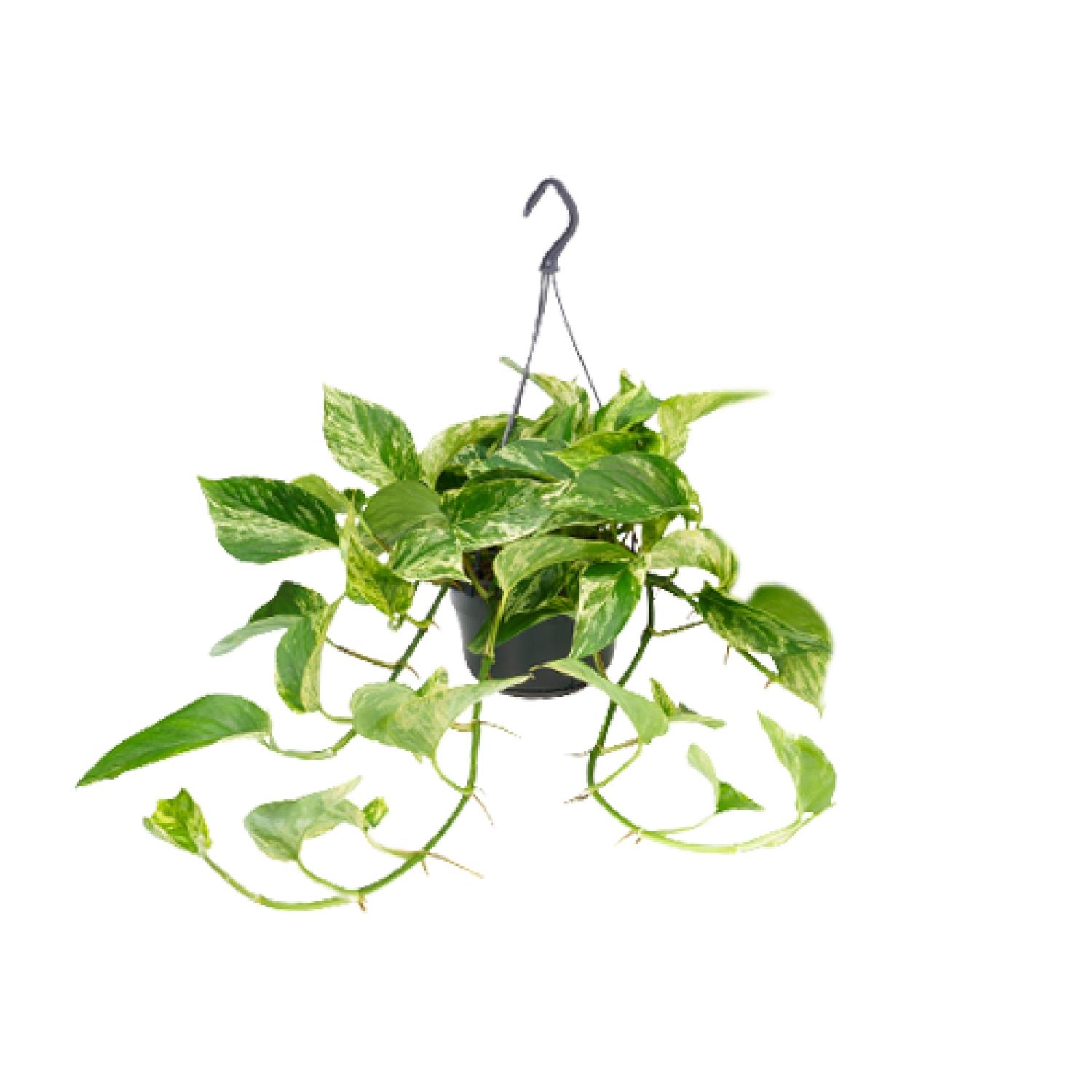 Epipremnum Marble Queen - Scindapsus - - Ø15 - ↨25cm (8720634284561)