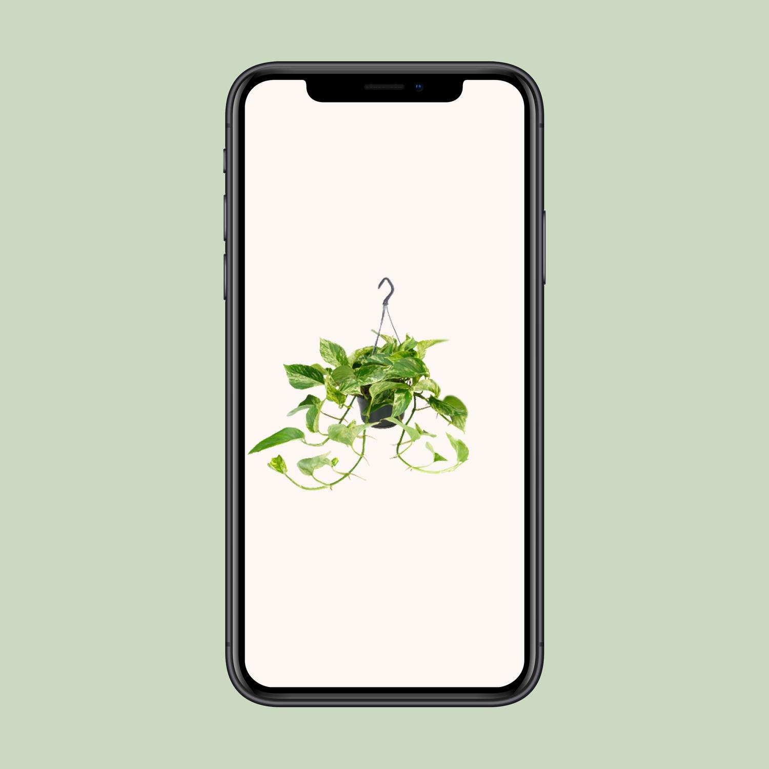 Epipremnum Marble Queen - Scindapsus - - Ø15 - ↨25cm (8720634284561)
