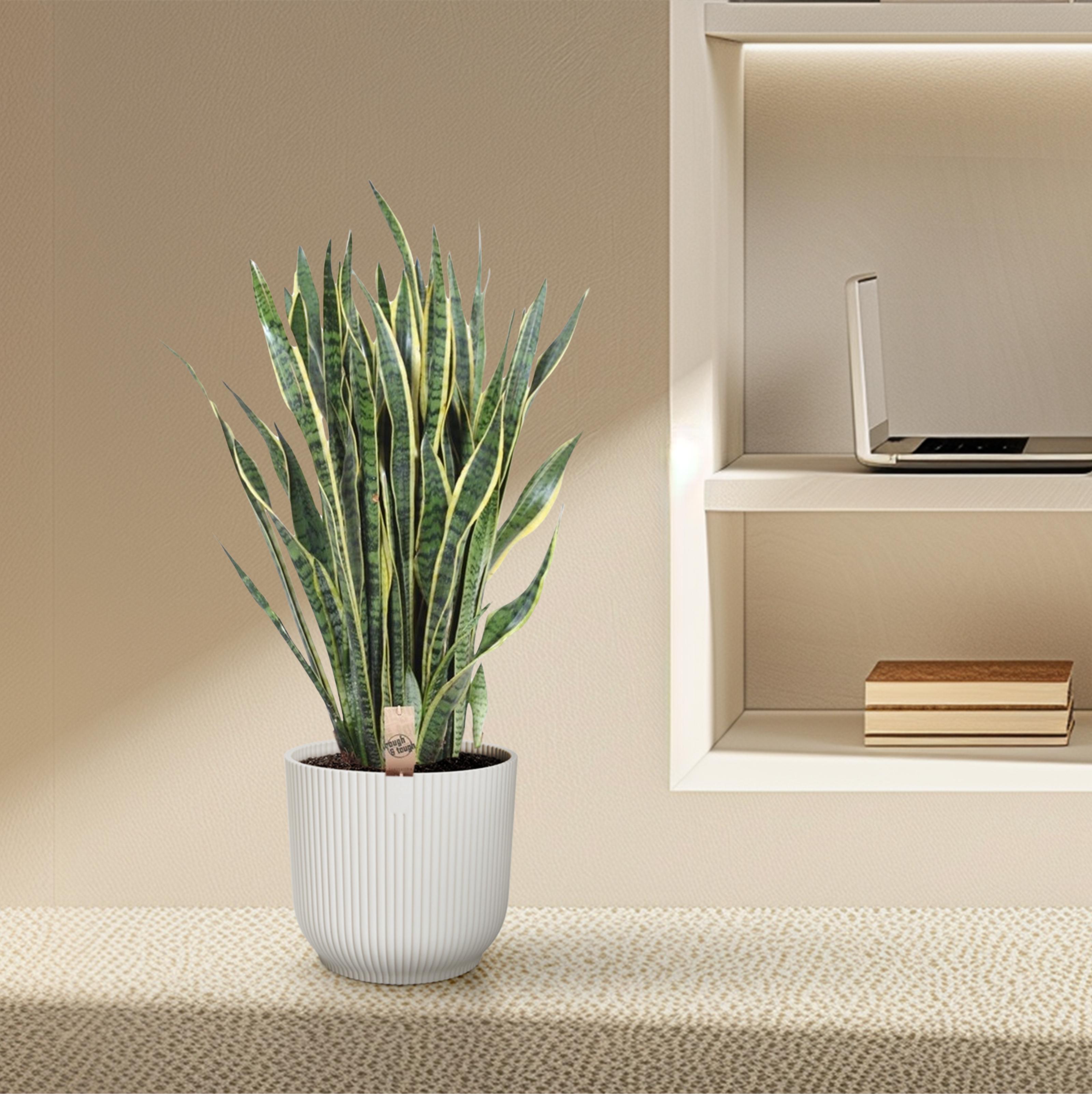 Sansevieria Laurentii - 100 cm - ø35 (8721055691419)
