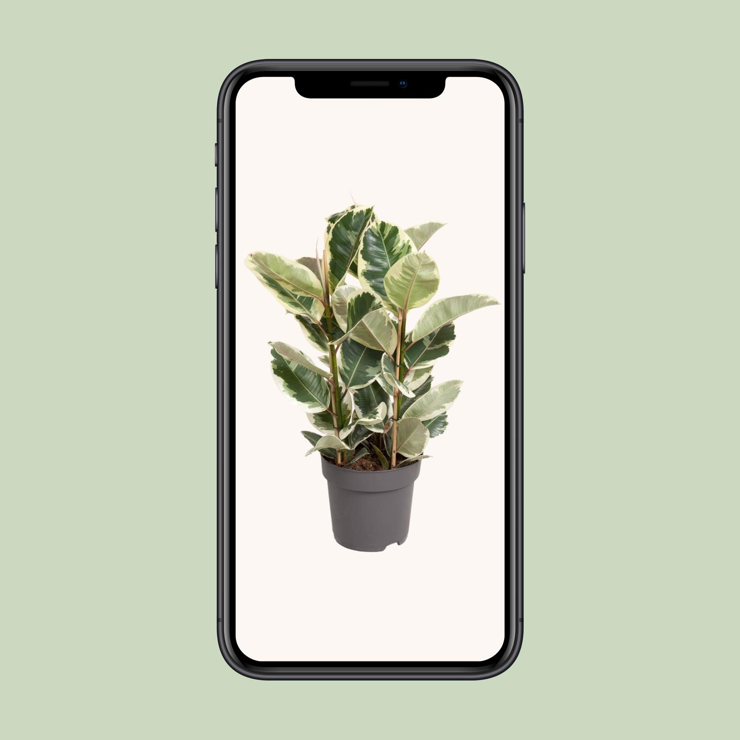Ficus Elastica Tineke (12093)