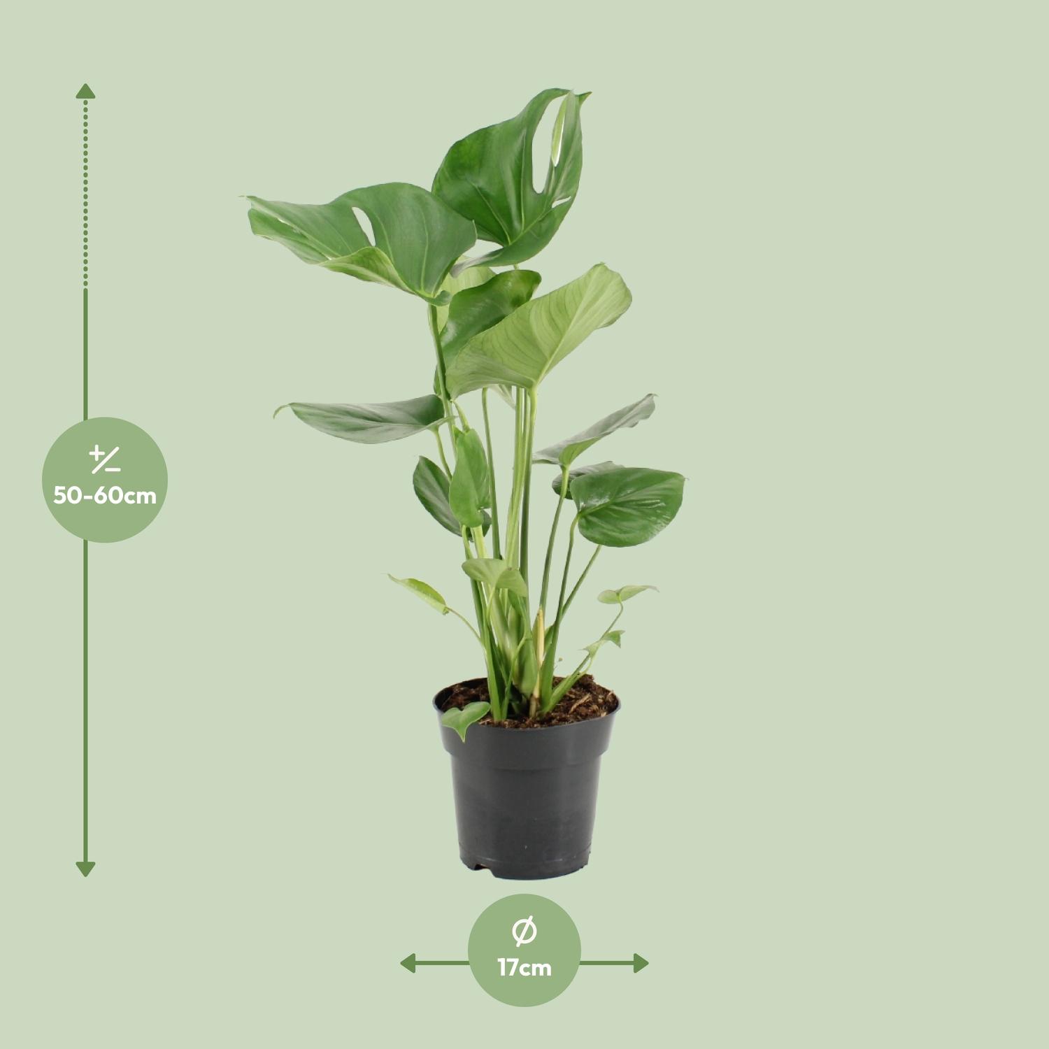 Monstera Deliciosa (22102)