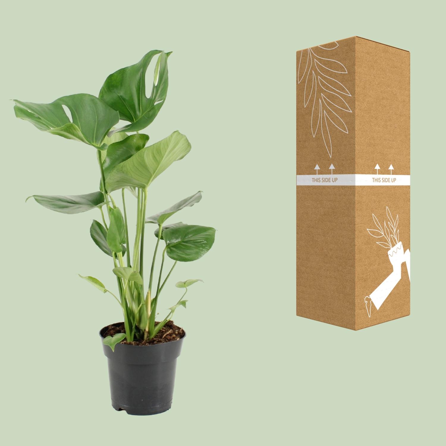 Monstera Deliciosa (22102)