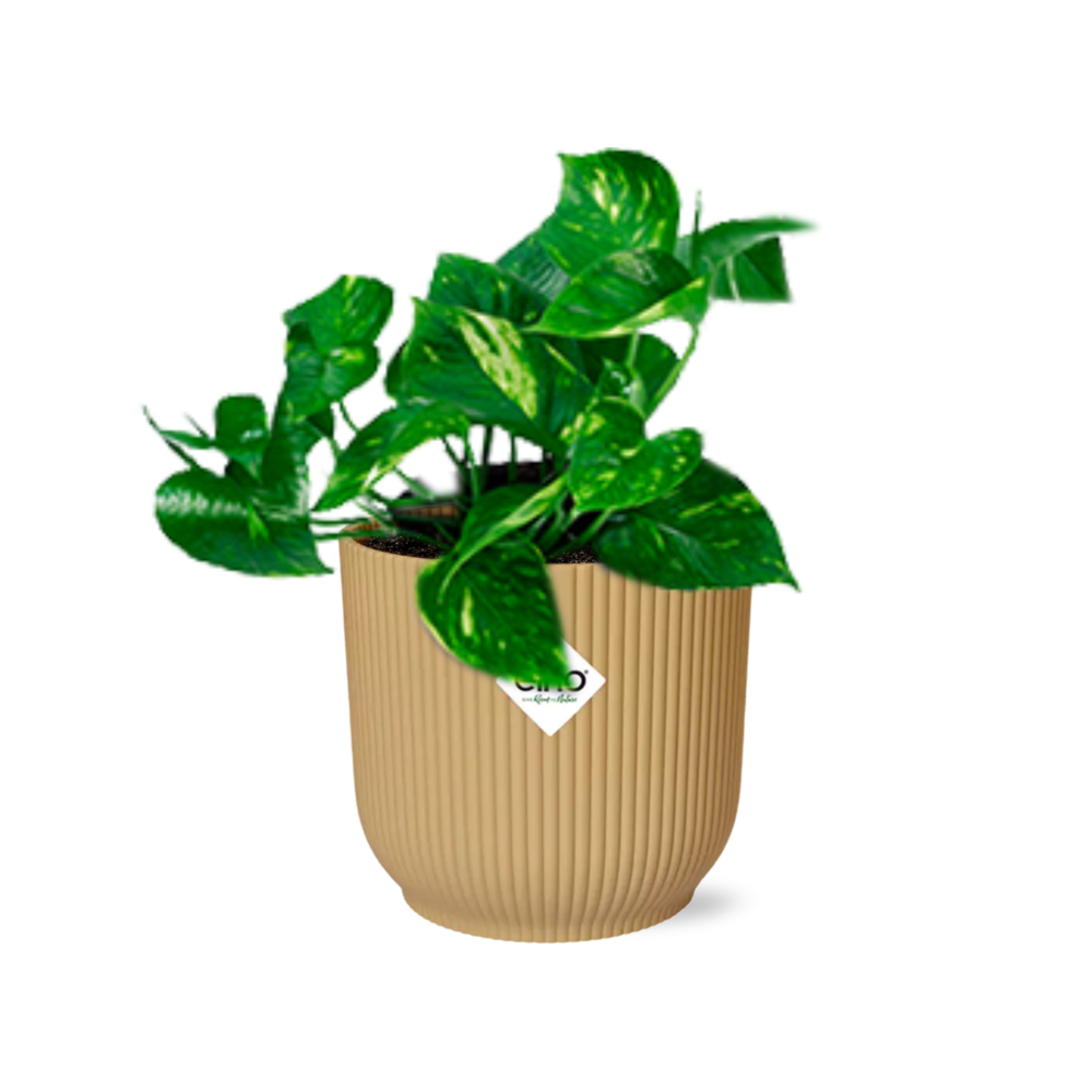 Epipremnum Pinnatum ‘Aureum’ in ELHO Vibes Fold 14cm geel (21678)