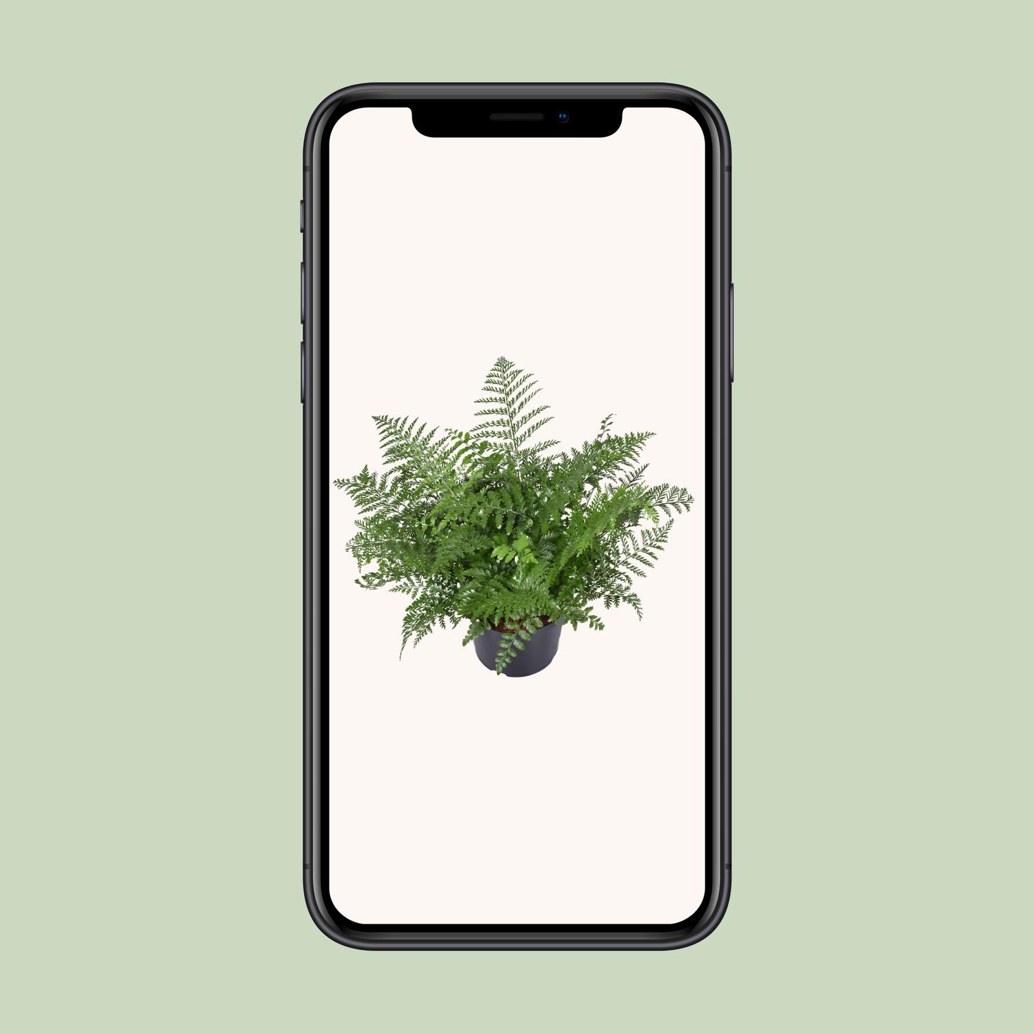 Asplenium Parvati (9747)