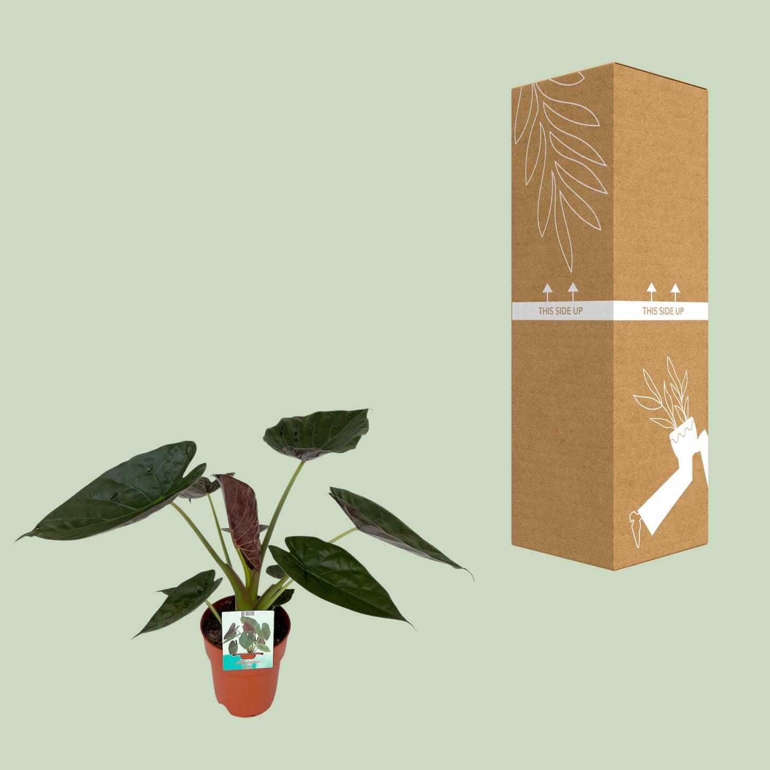 Alocasia Wentii (8653)