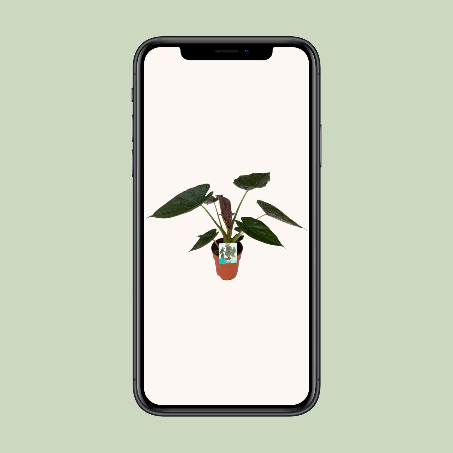 Alocasia Wentii (8653)